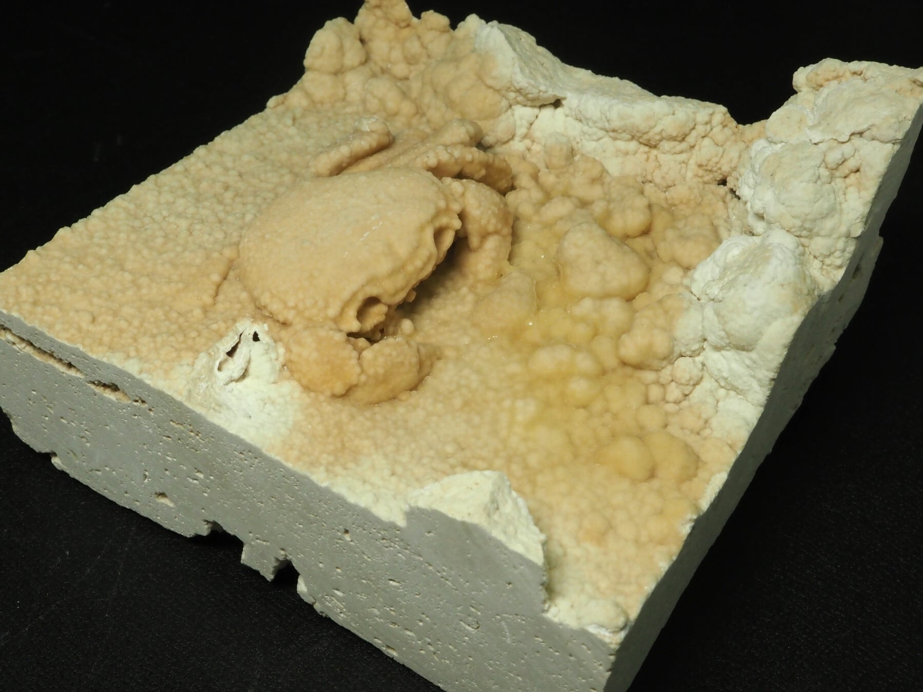 カニの化石【Potamon sp.】【844 g】トルコ共和国産/蟹/エビ/魚 | 化石