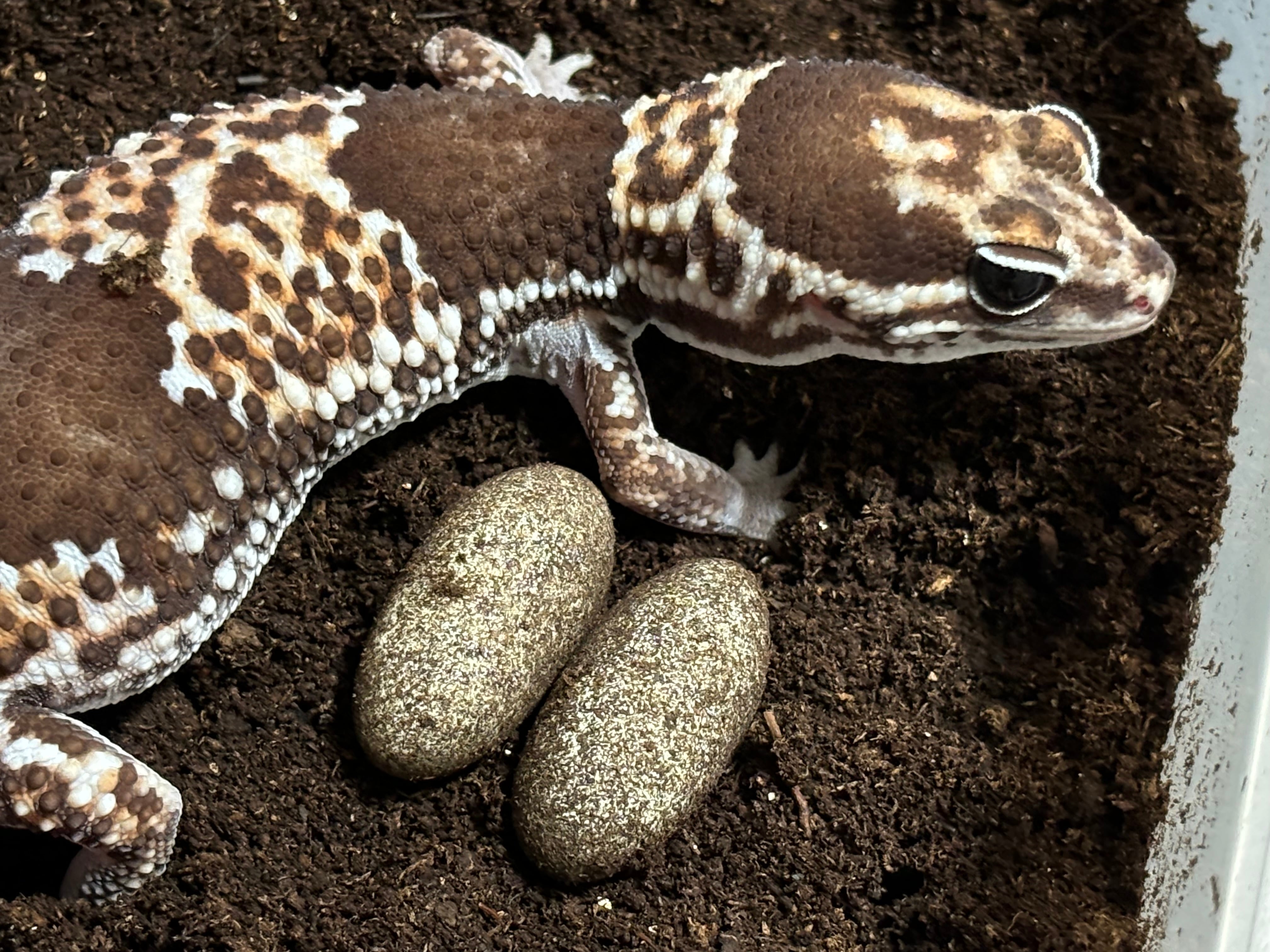 超激得，お買い得 冷凍クロコL約300匹300g冷凍コオロギ