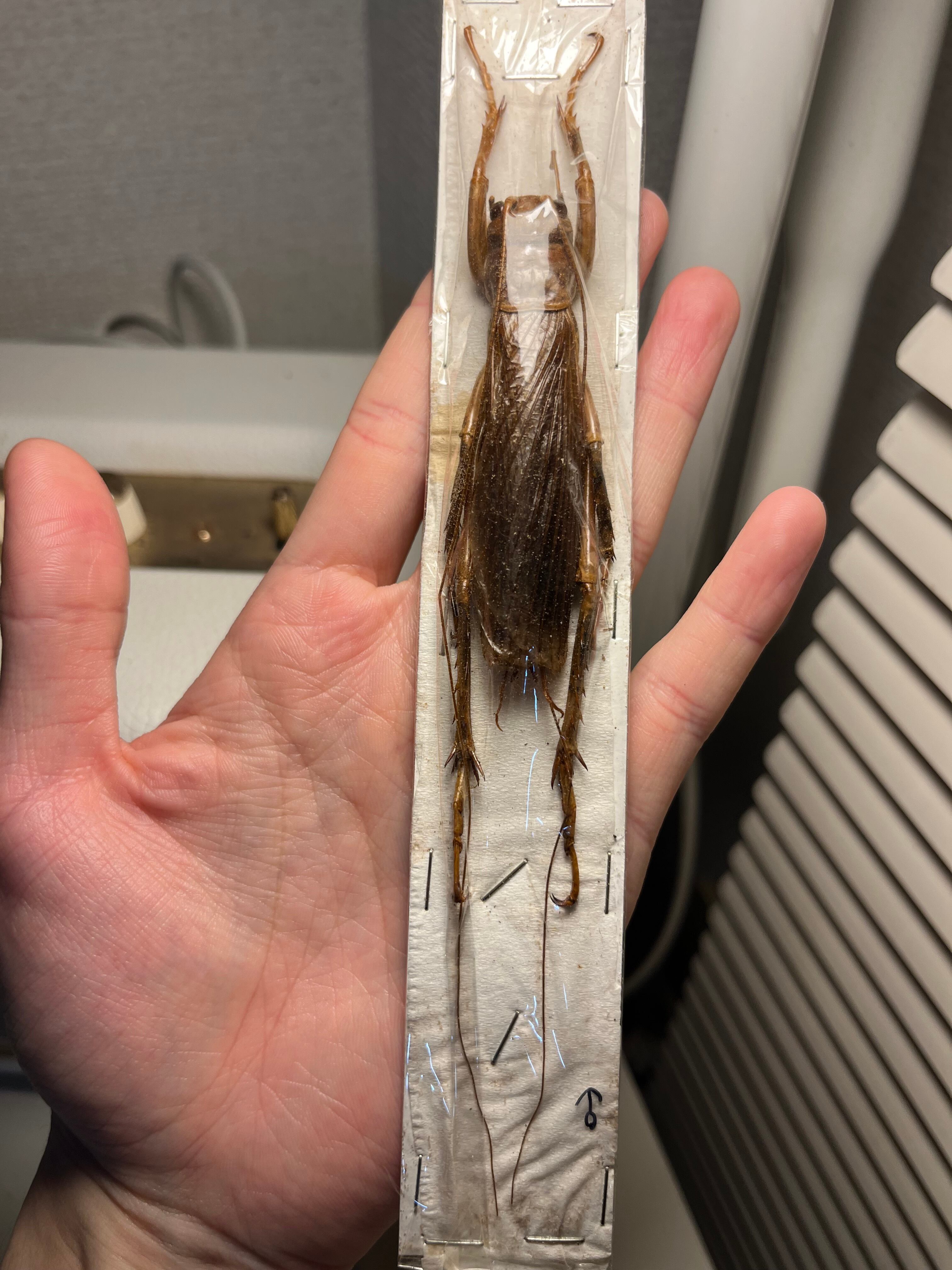 33mm】アーマードクリケット 武装コオロギ ドラゴンヘッドコオロギ