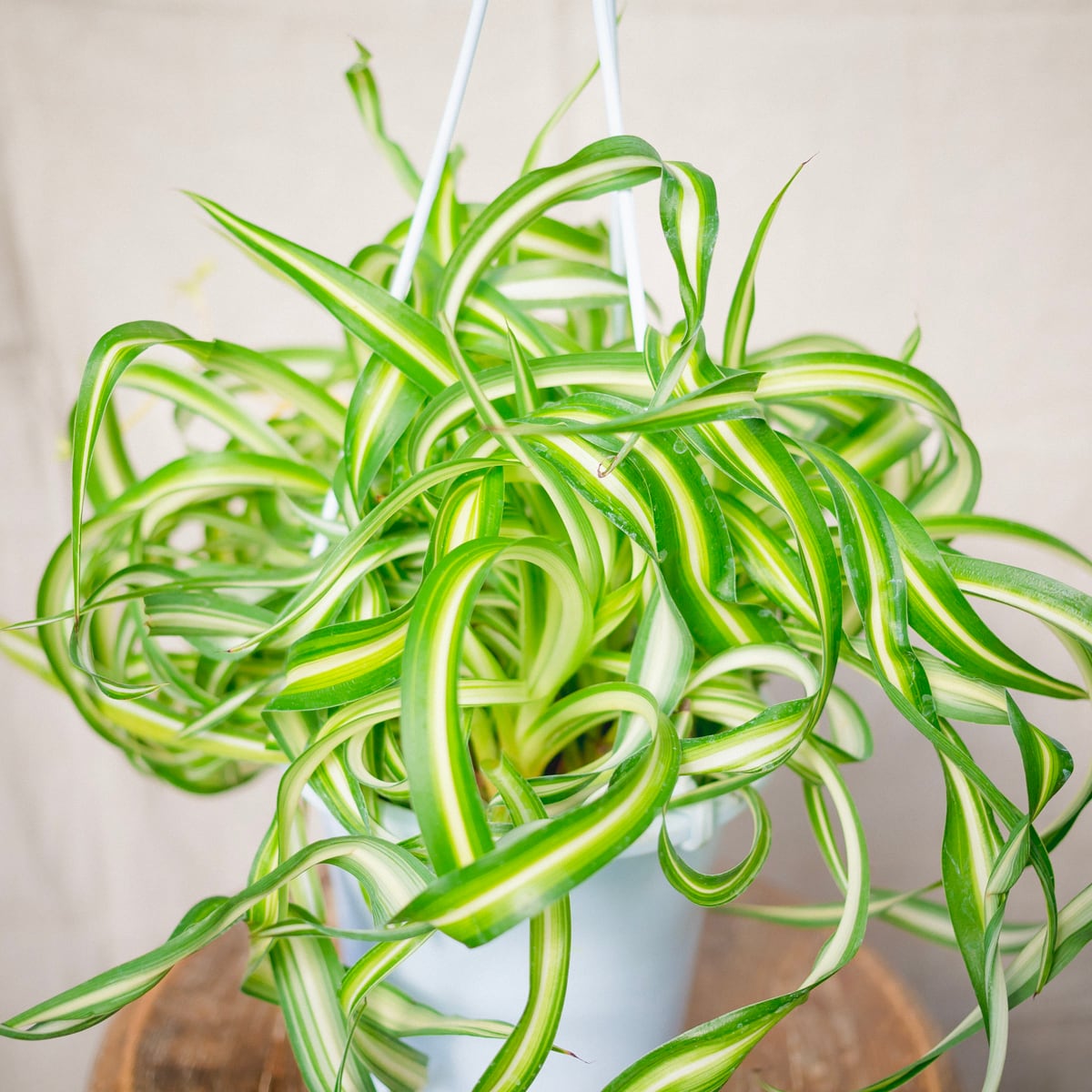 大日本帝国海軍司令部蔵中国七宝花瓶