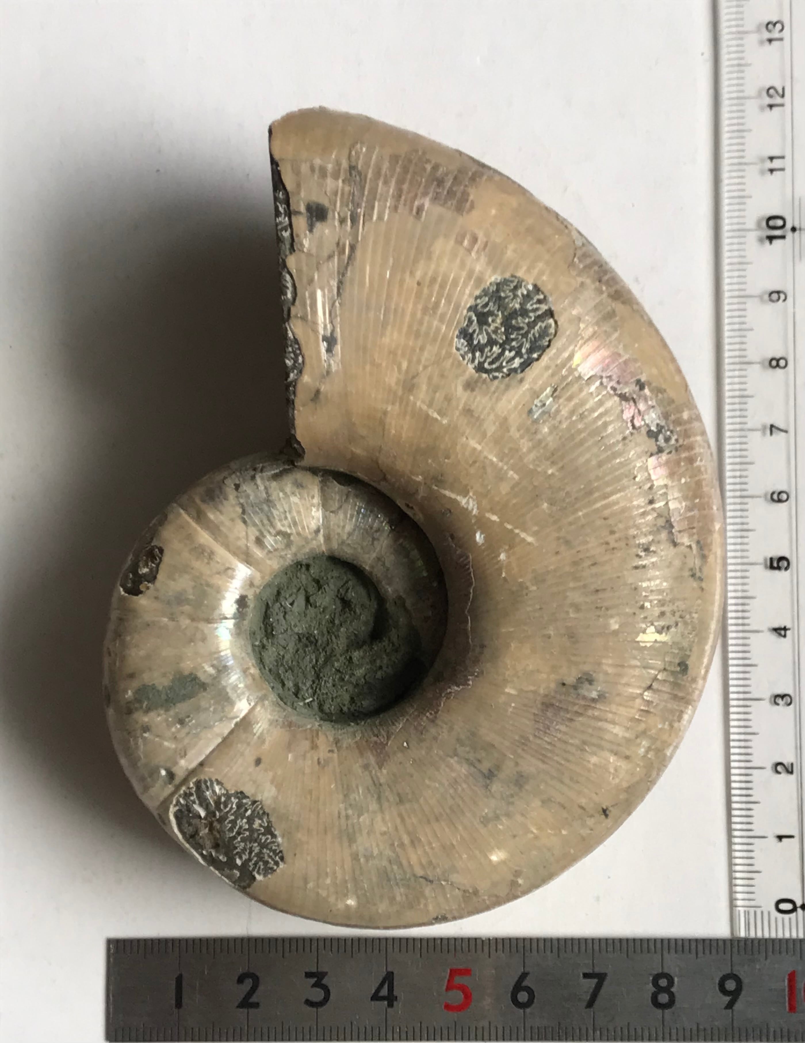 マダガスカル産アンモナイト-アルゴノウティセラス（Argonauticeras