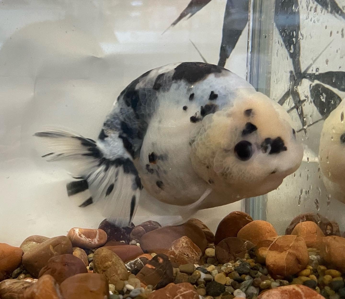 肉球付き茶色パンダ】金玉付きシミュレーション Amazon.co.jp: 茶色