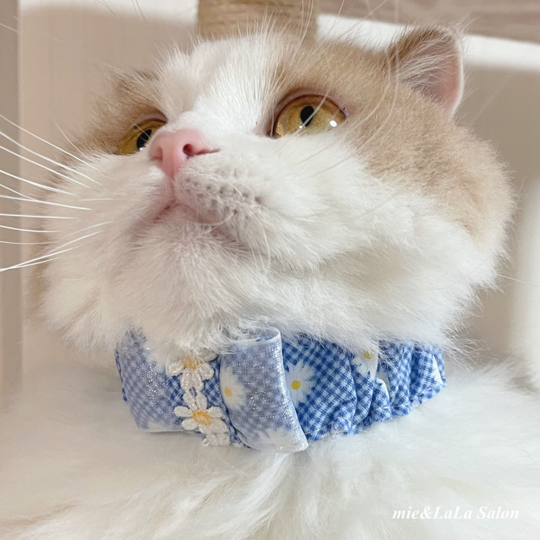 短毛シュシュ、(ミント)わんちゃん猫ちゃん用