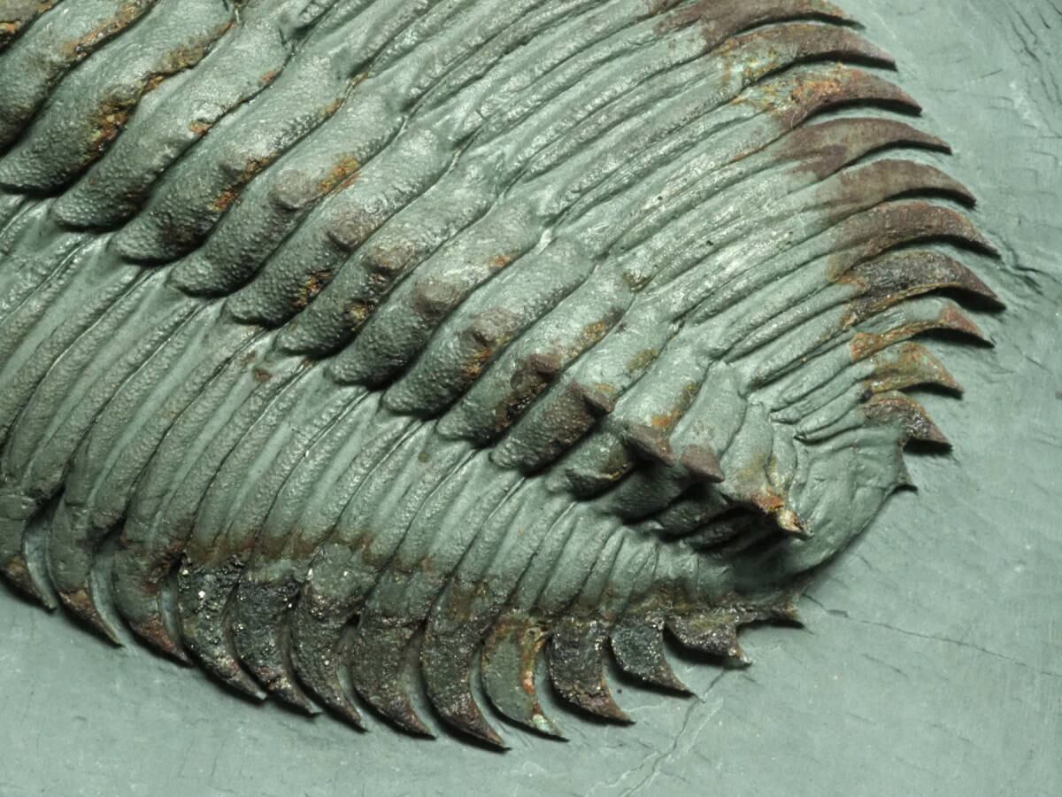 三葉虫化石 特大サイズ 全長約13cm 楽天市場】化石 三葉虫 大