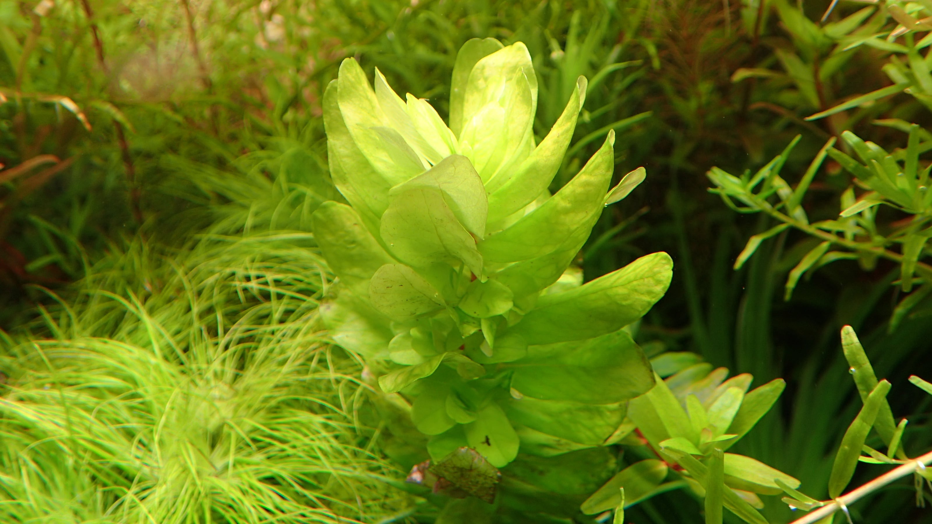 ロタラ トゥルナデンシス 1本 | 熱帯植物 水草