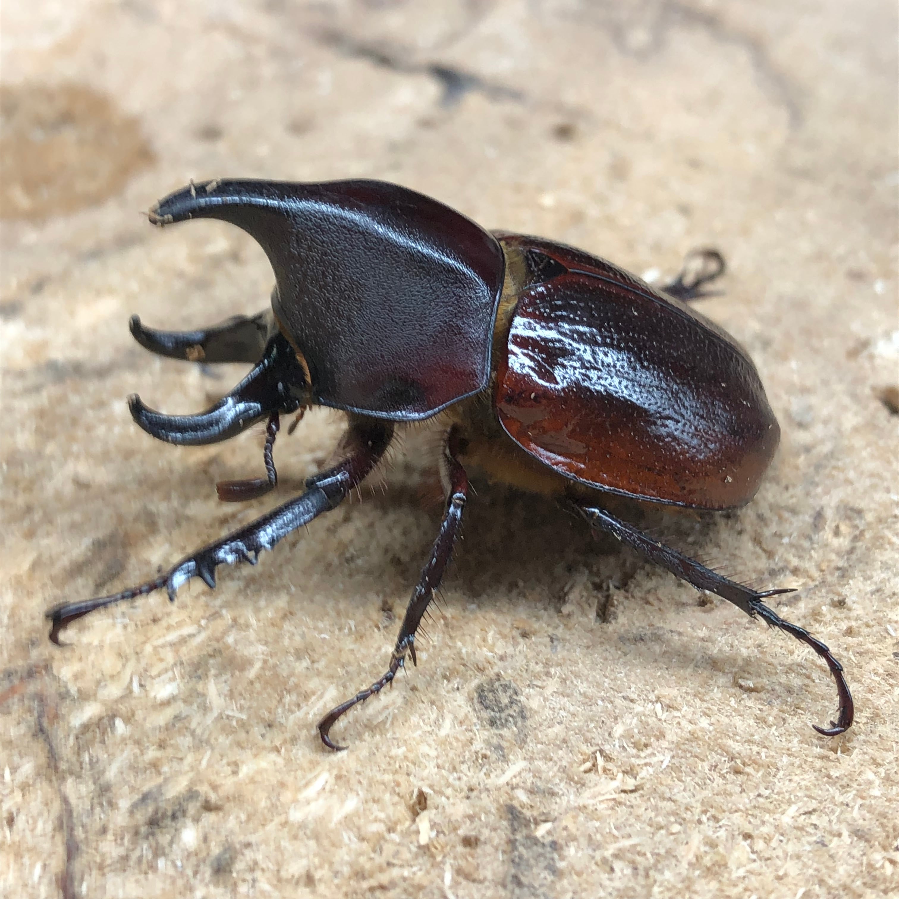 4/11入荷コロンビア便】クルビコルニスオオミツノヒナカブト♂33mm完品