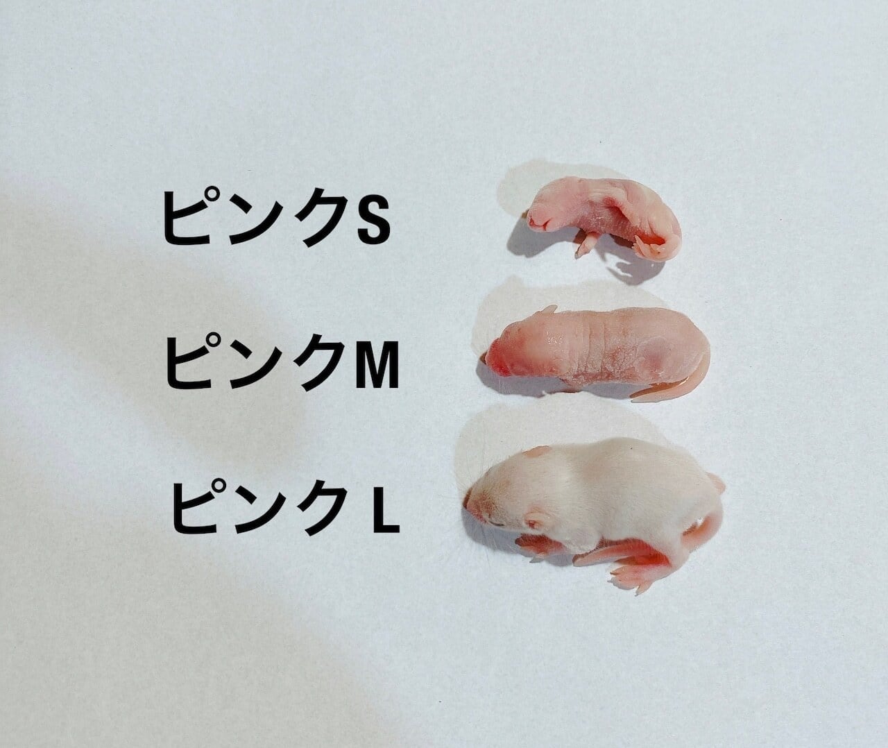 冷凍ラット 50サイズ | ネズミ屋さん