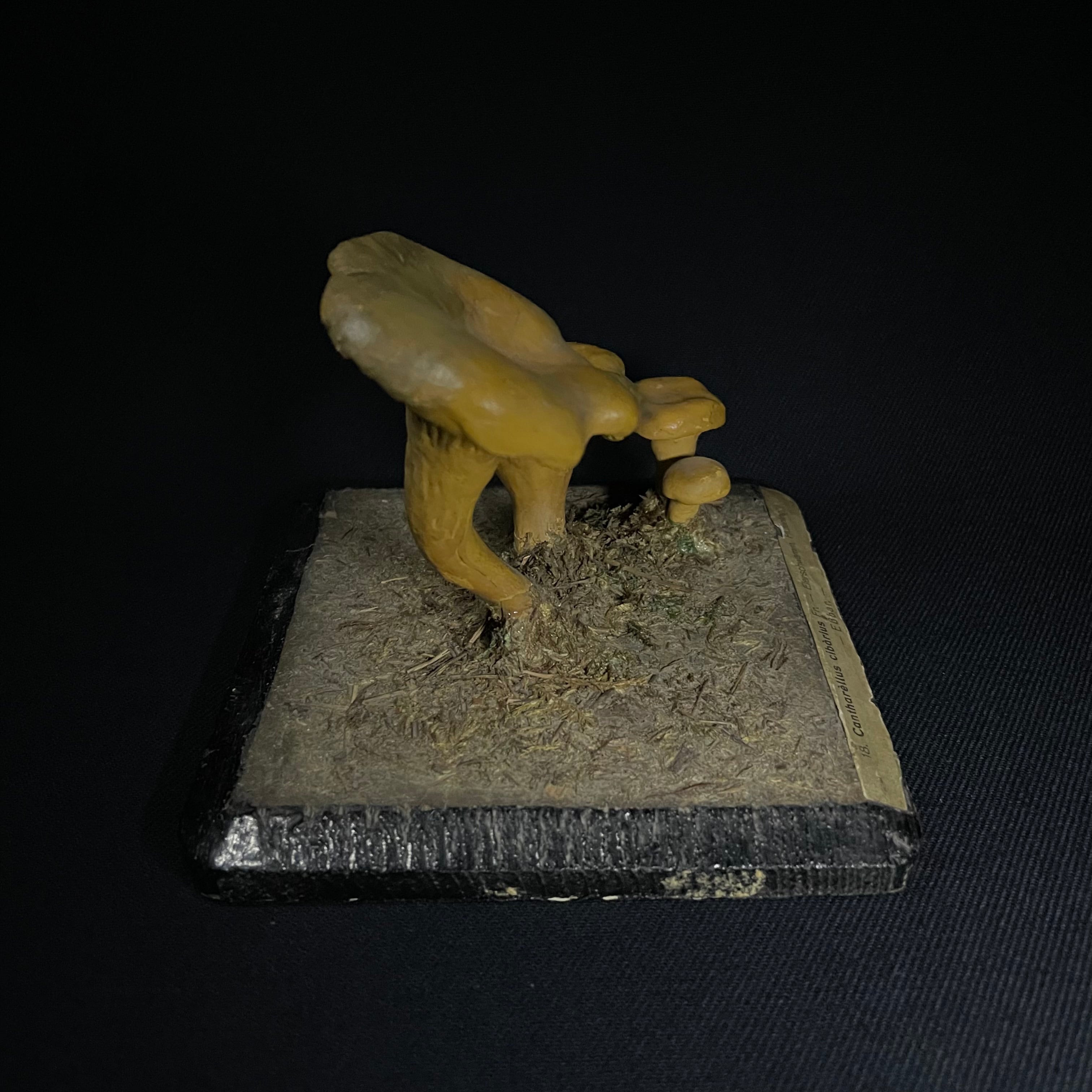 毒キノコ理科アンティーク標本模型モデルビンテージ理科アンティーク