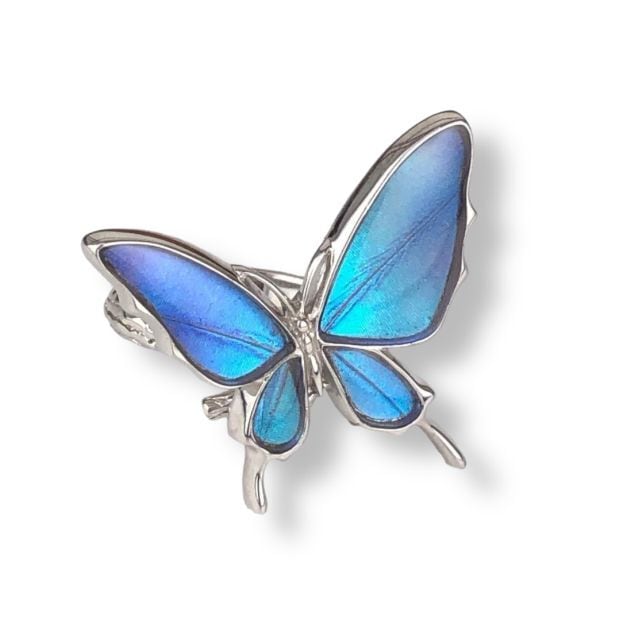 蝶 標本 モルフォ蝶 ゼフィリティスモルフォ ガラスドーム