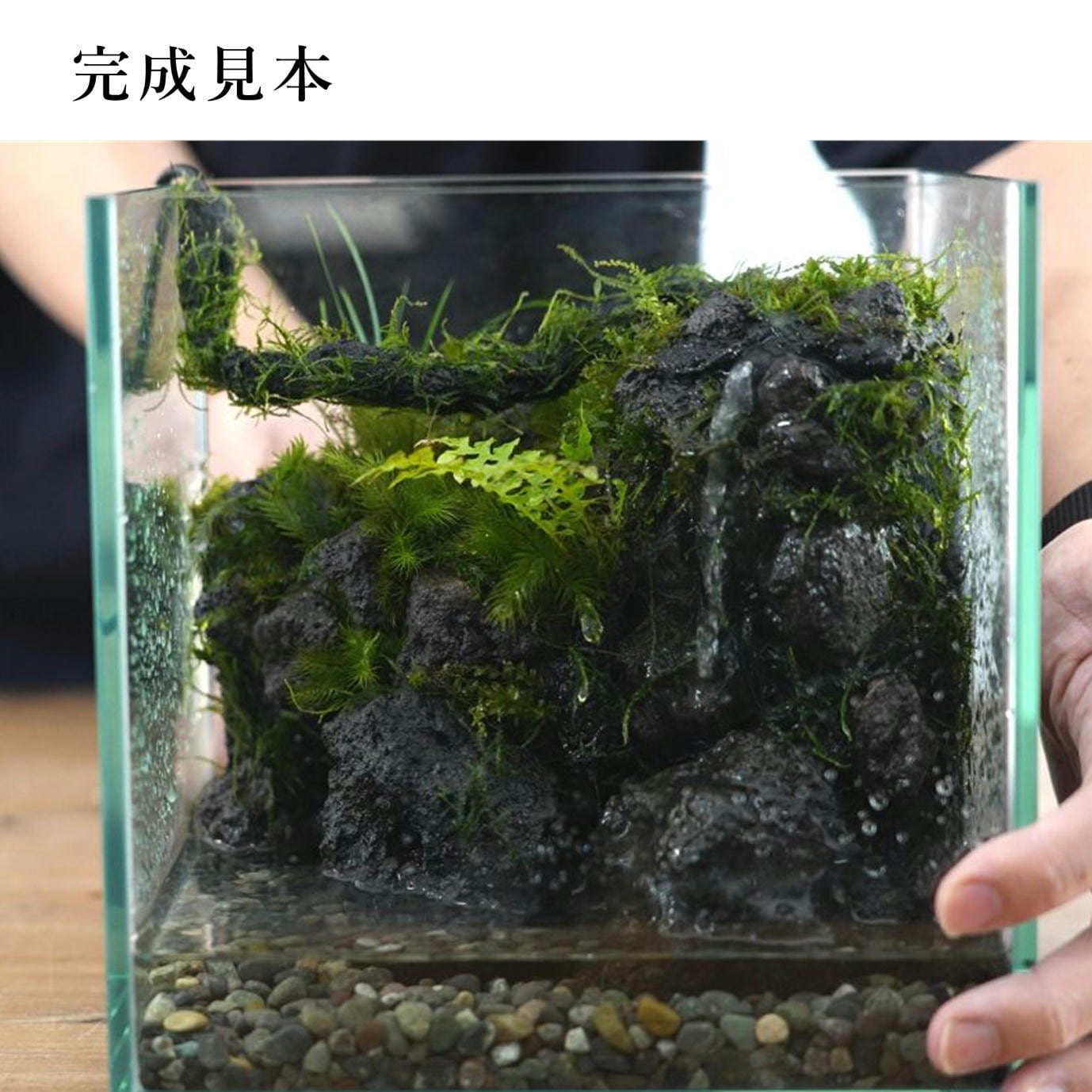プレミアムキット】小さな滝のあるテラリウムキット ◇動画解説付き