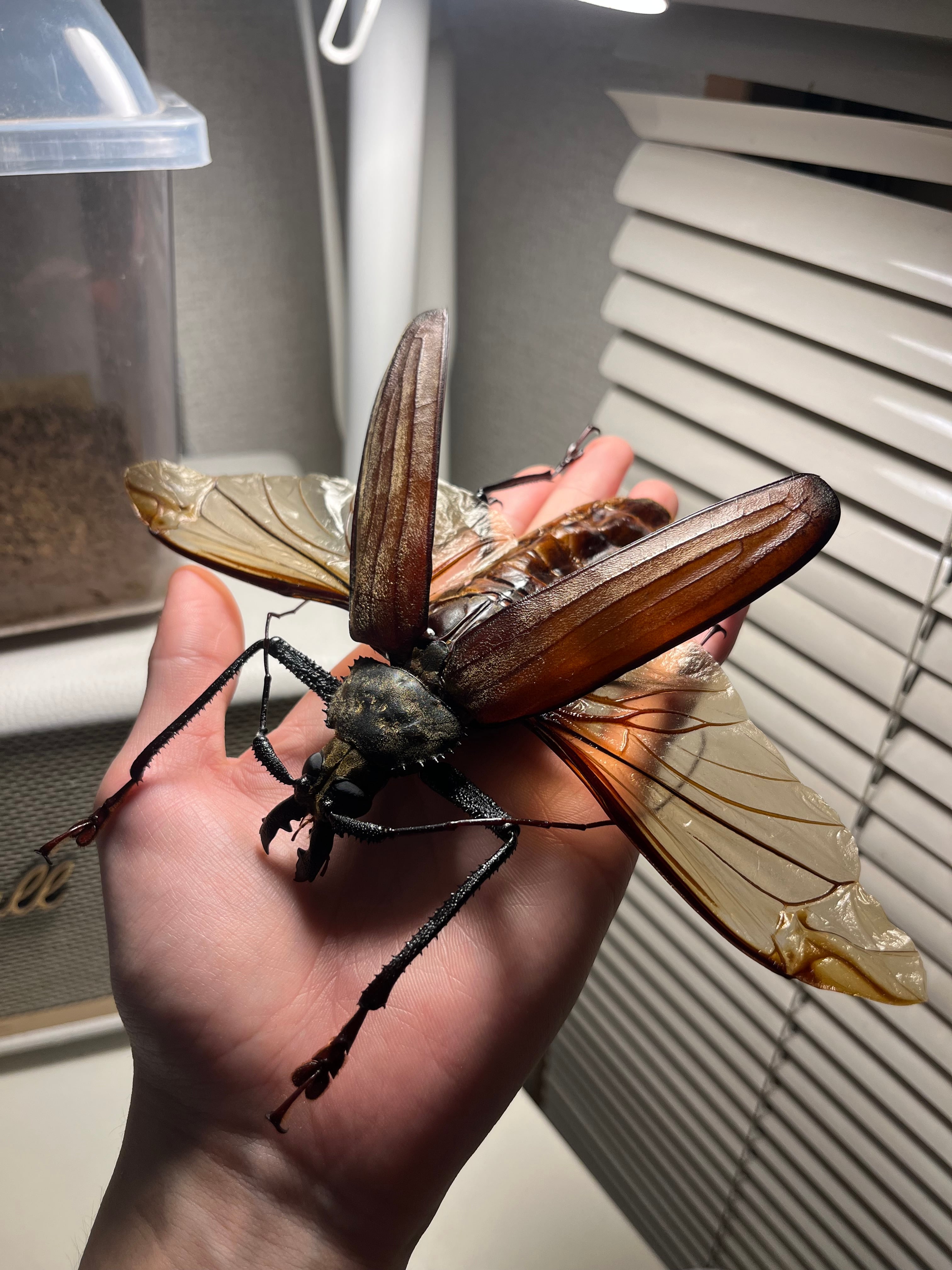 14mmクワガタモドキゴミムシダマシ Calognathus昆虫標本 Q <1110z