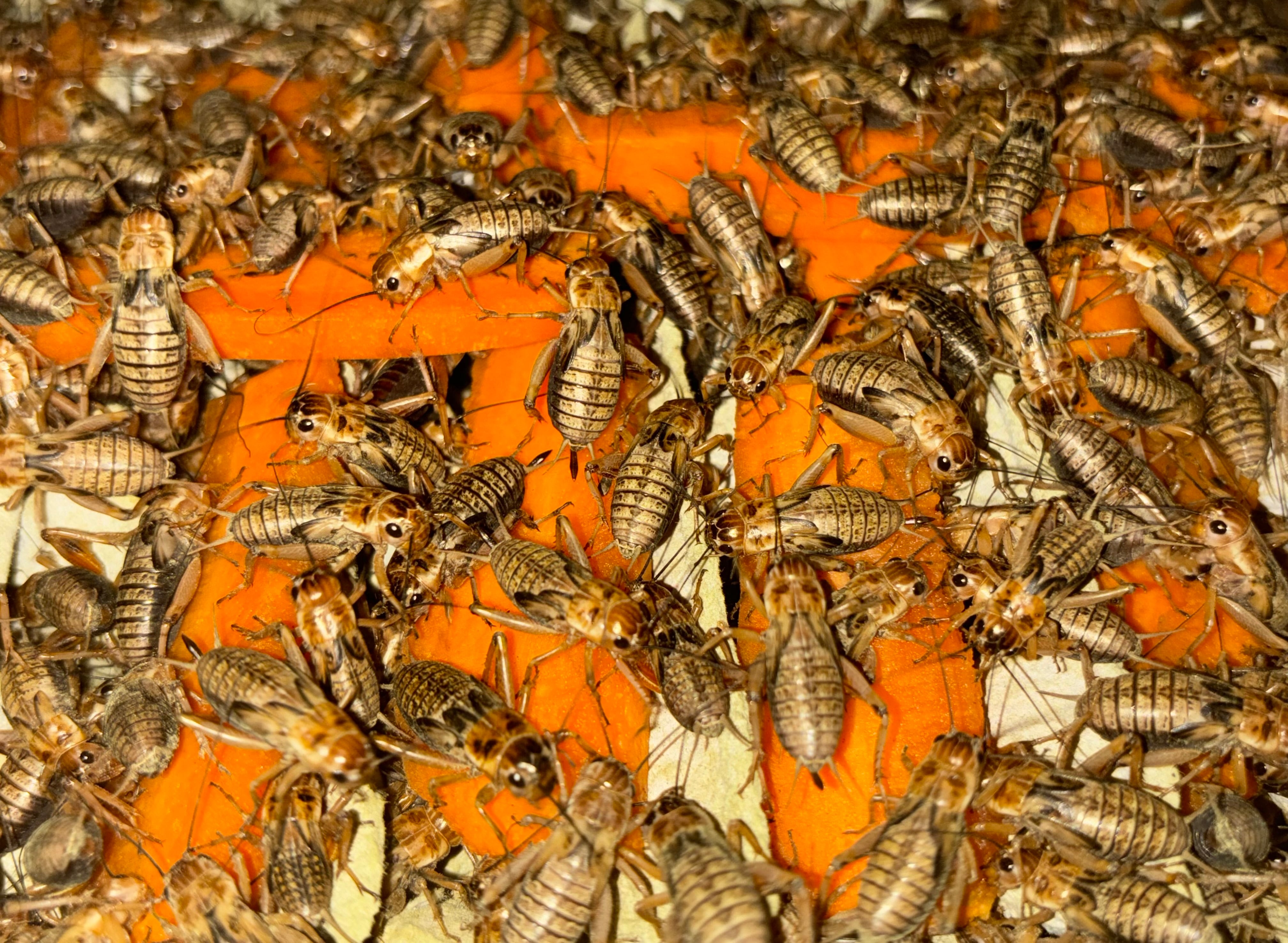 冷凍フタホシML 約780匹600g 冷凍コオロギ | 冷凍コオロギ通販