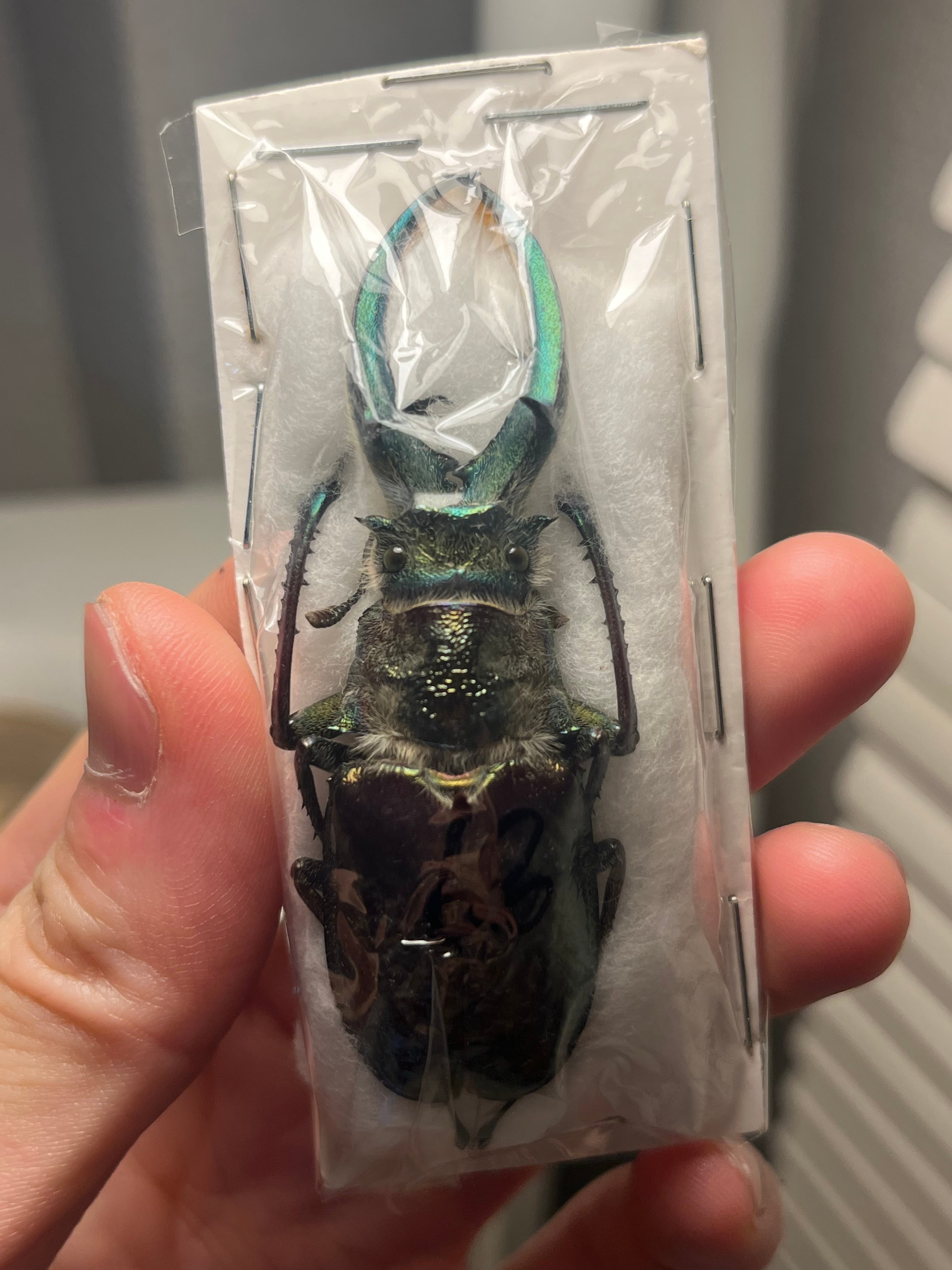PARATYPE】ホロメタリクスチリクワガタ 56mm シワバネクワガタ