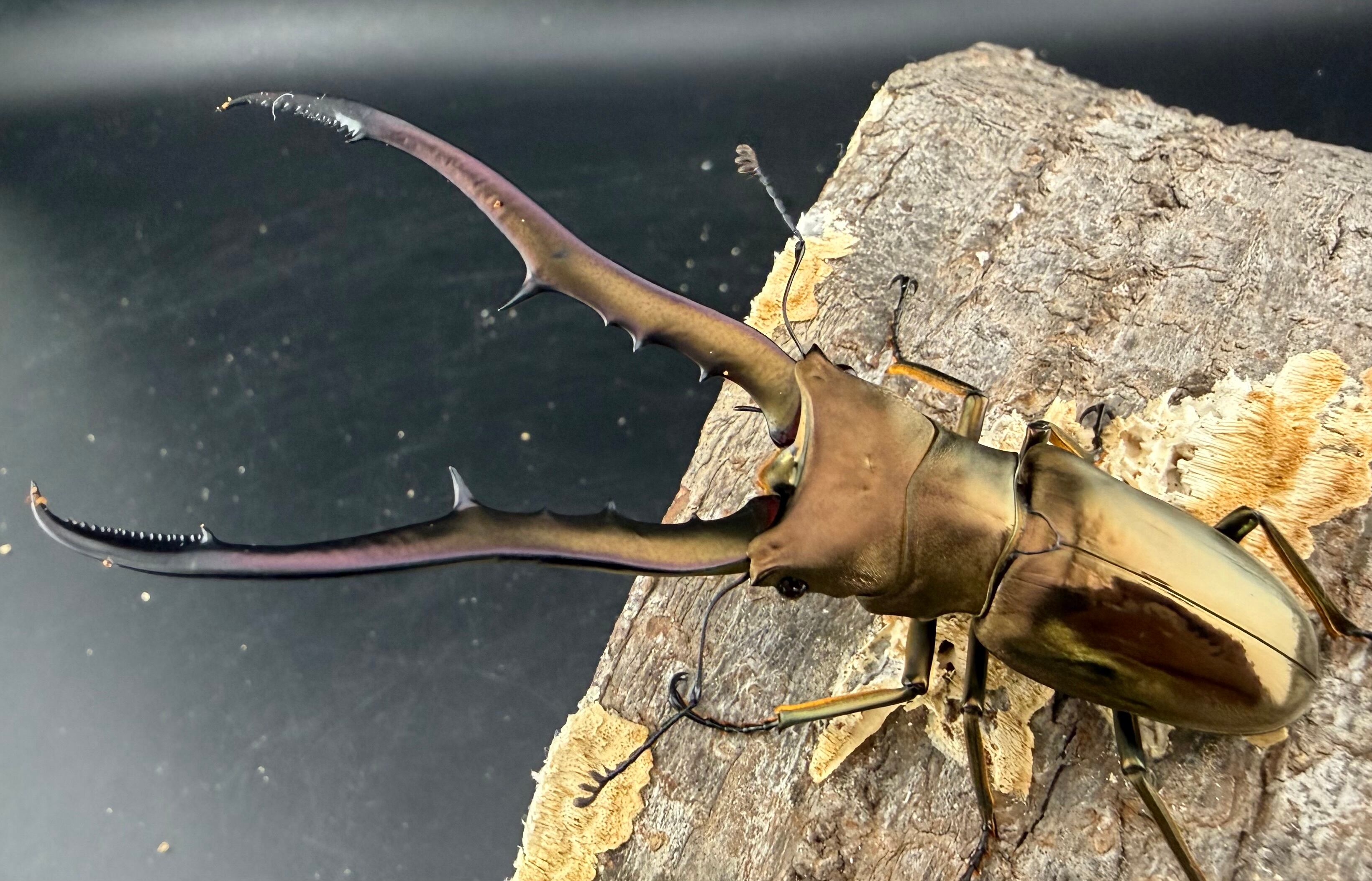 ホソアカクワガタの仲間 | KPW公式オンラインショップ