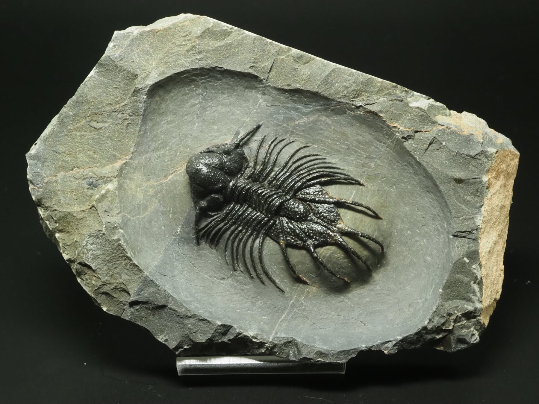 三葉虫 化石 Coronocephalus 三葉虫の化石 三葉虫 化石（母岩付