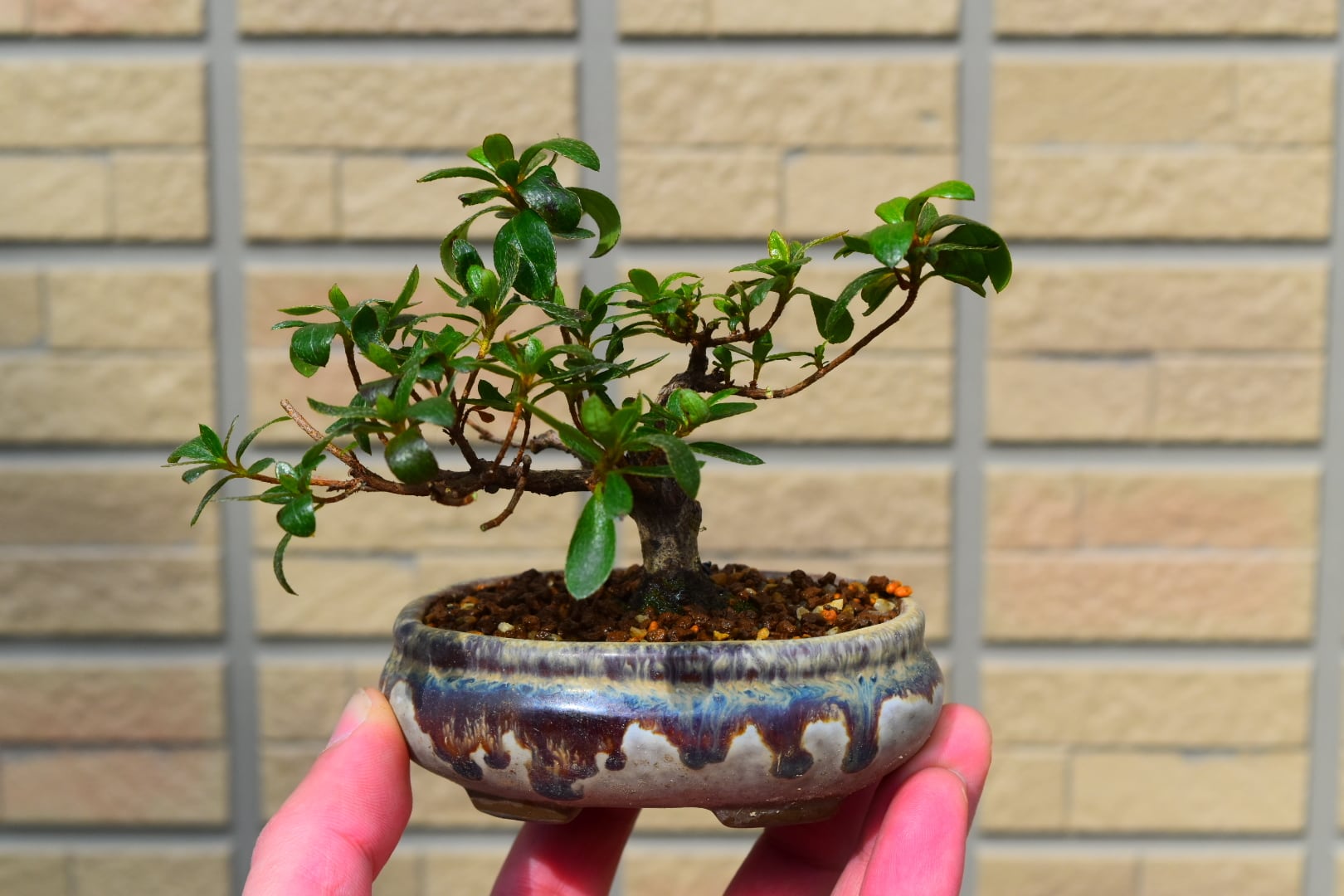 富舟、落款、盆栽鉢、植木鉢、古鉢、鋲打ち鉢、常滑焼、花台付 富舟