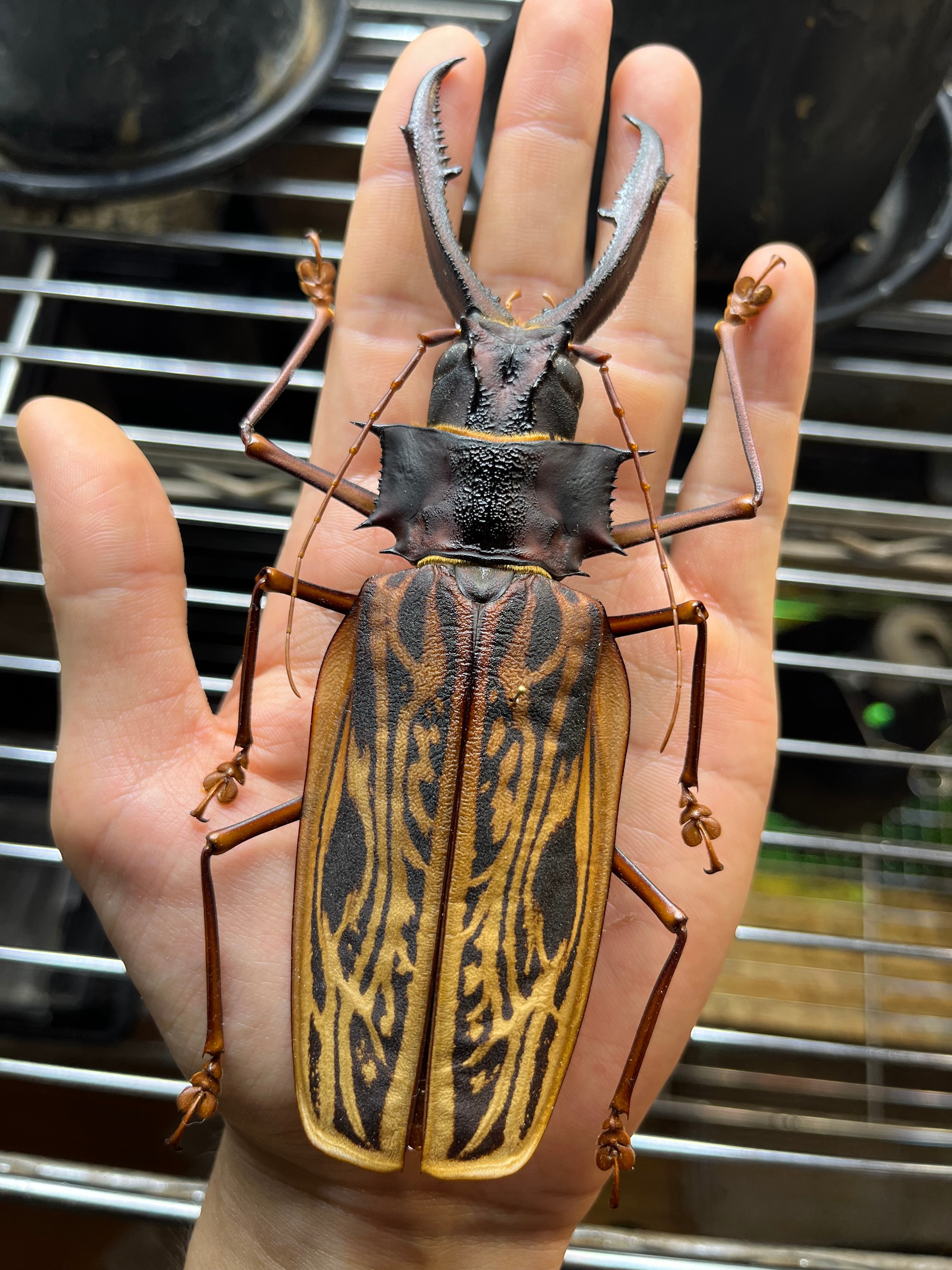 150mmup】オオキバウスバカミキリ標本 Macrodontia cervicornis