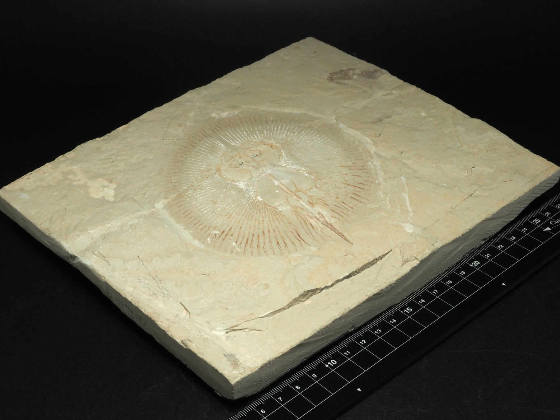 エイの化石【Cyclobatis major】【1876g】レバノン共和国産/魚/サメ