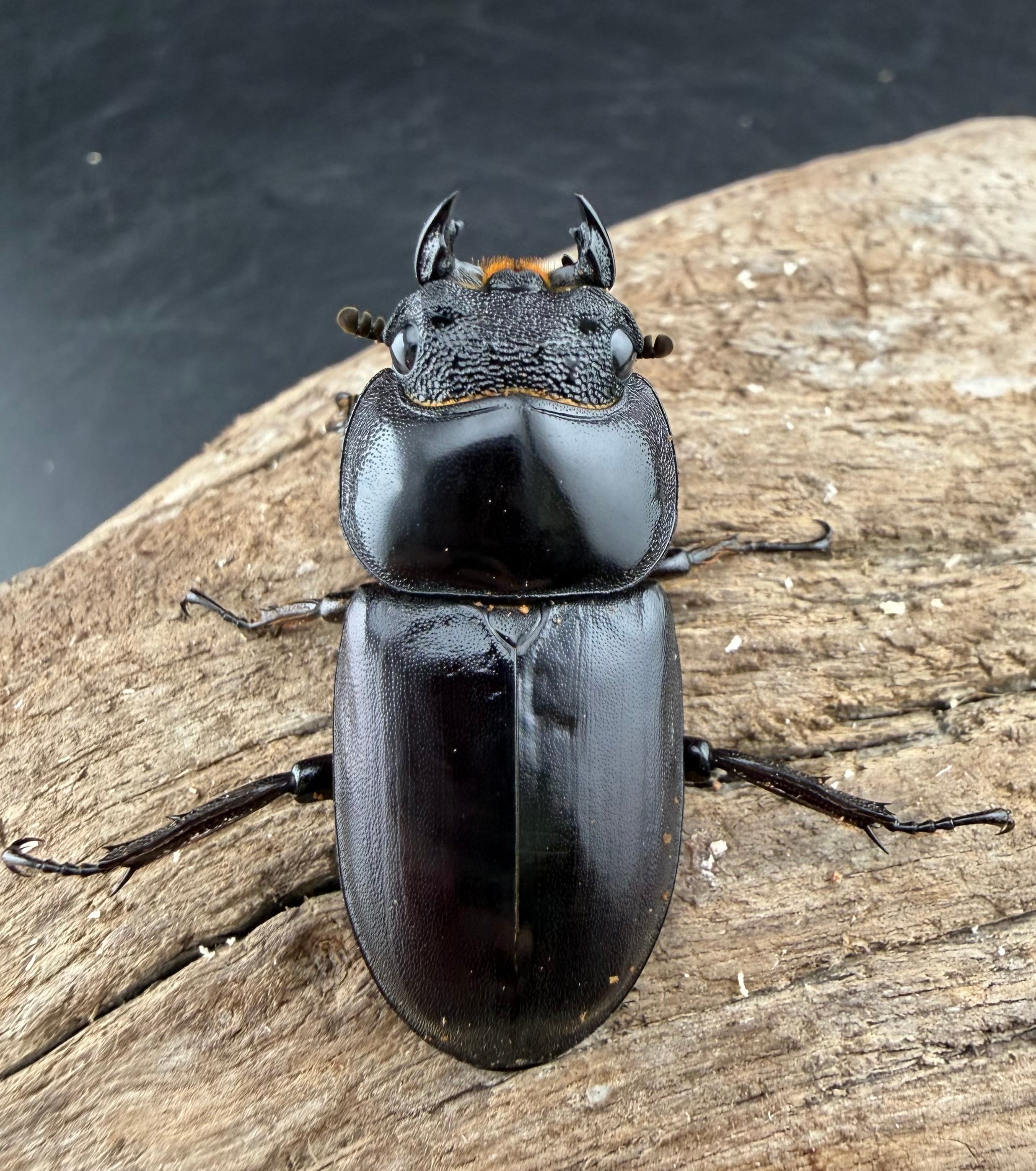 マレーアンタエウス ドルクスマンB血統 75mm ペア》 | KPW公式