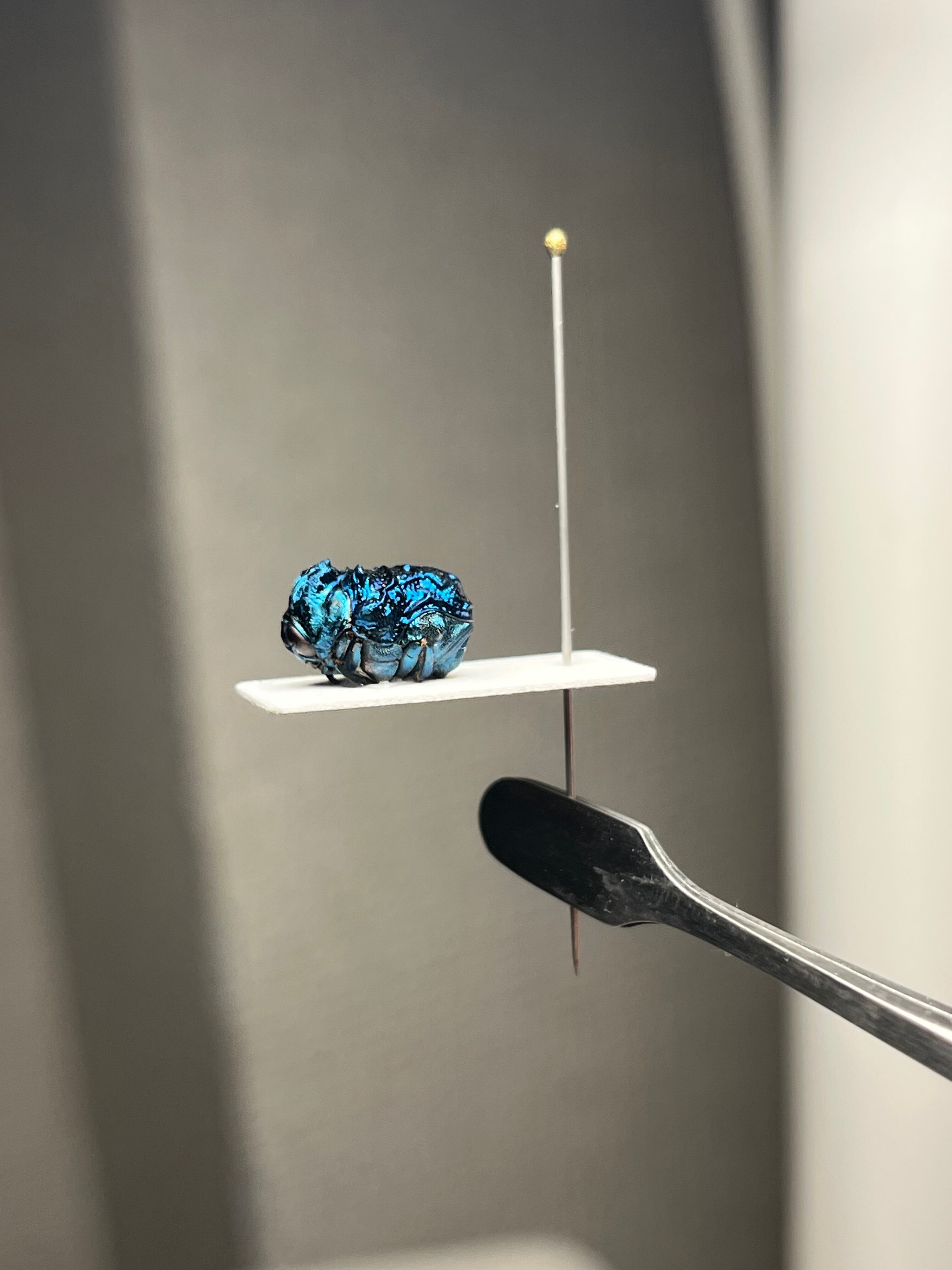 ♂】オオアゴヘビトンボ 奇蟲 タランチュラ ムカデ 標本 昆虫標本 蜻蛉