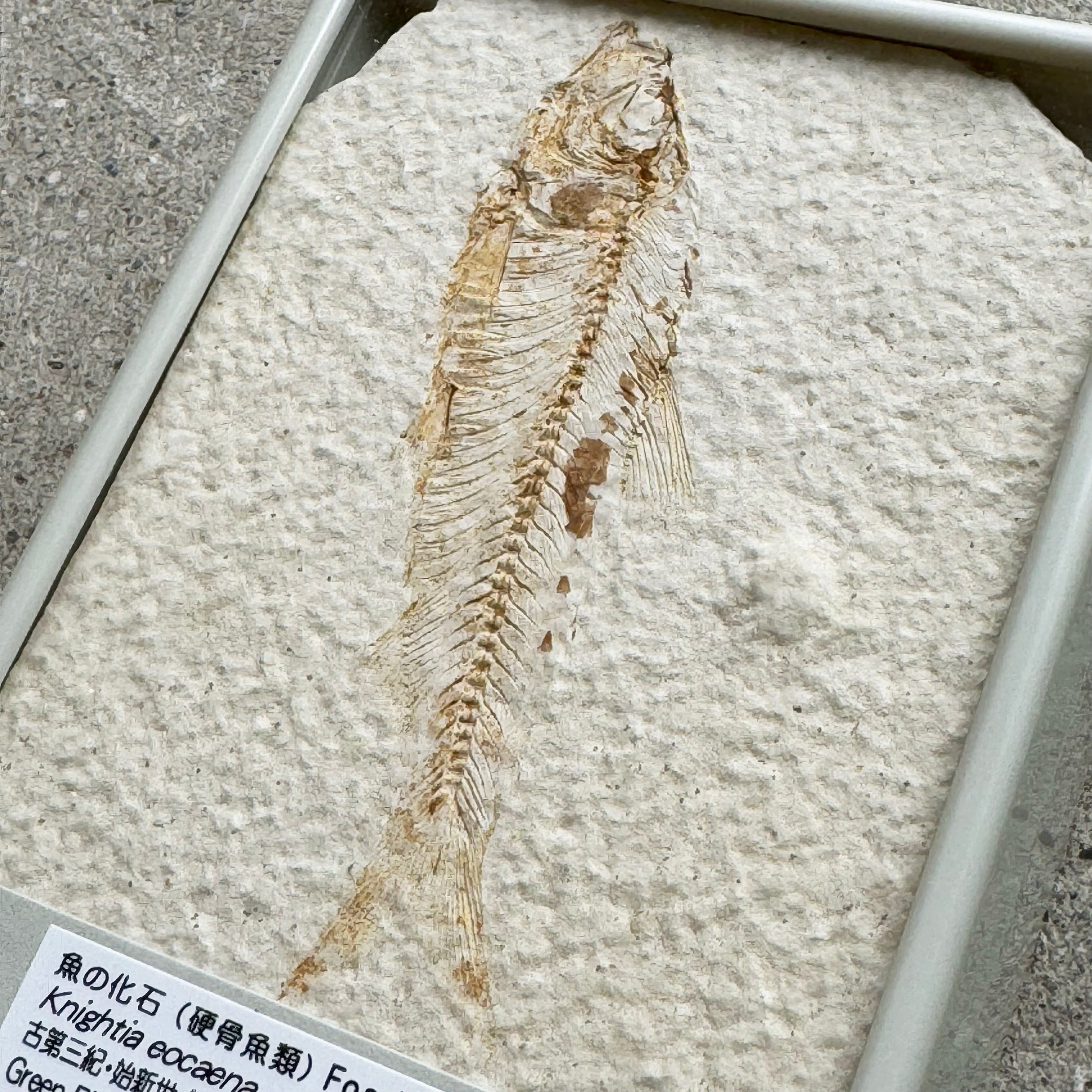 魚の化石(硬骨魚類) | TOYTOYTOY