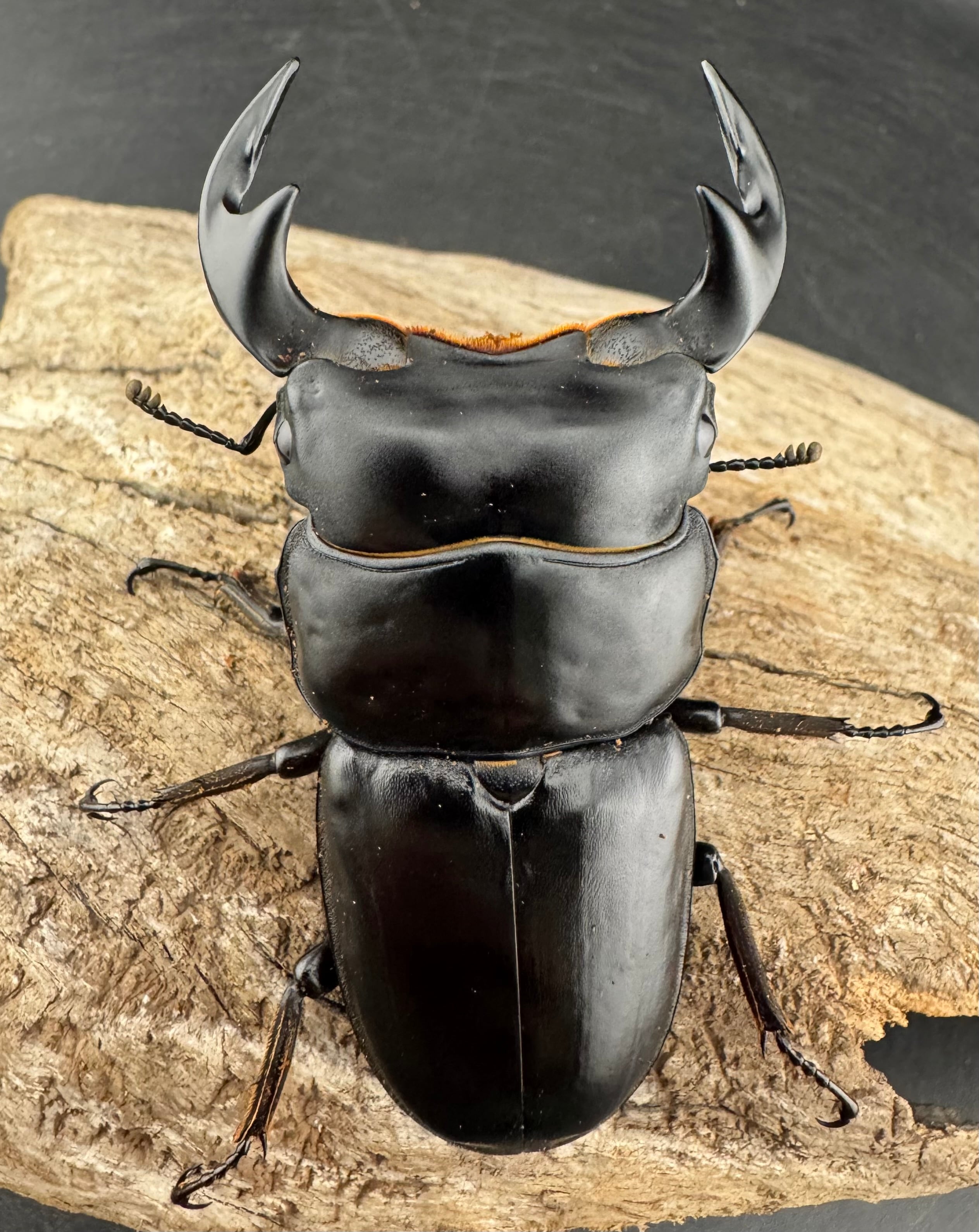 マレーアンタエウスオオクワ 74mm ペア》 | KPW公式オンラインショップ