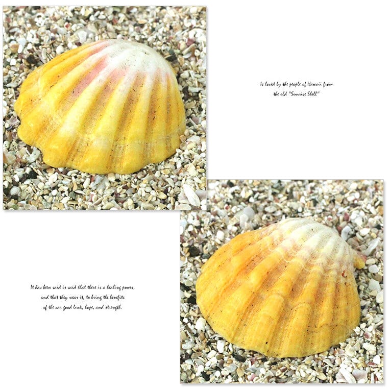 在庫限定商品】メリーモナーク サンライズシェル ハワイ 貝殻 高級