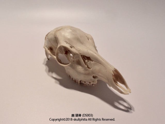 397c792f31afcaa9748223ee07c836