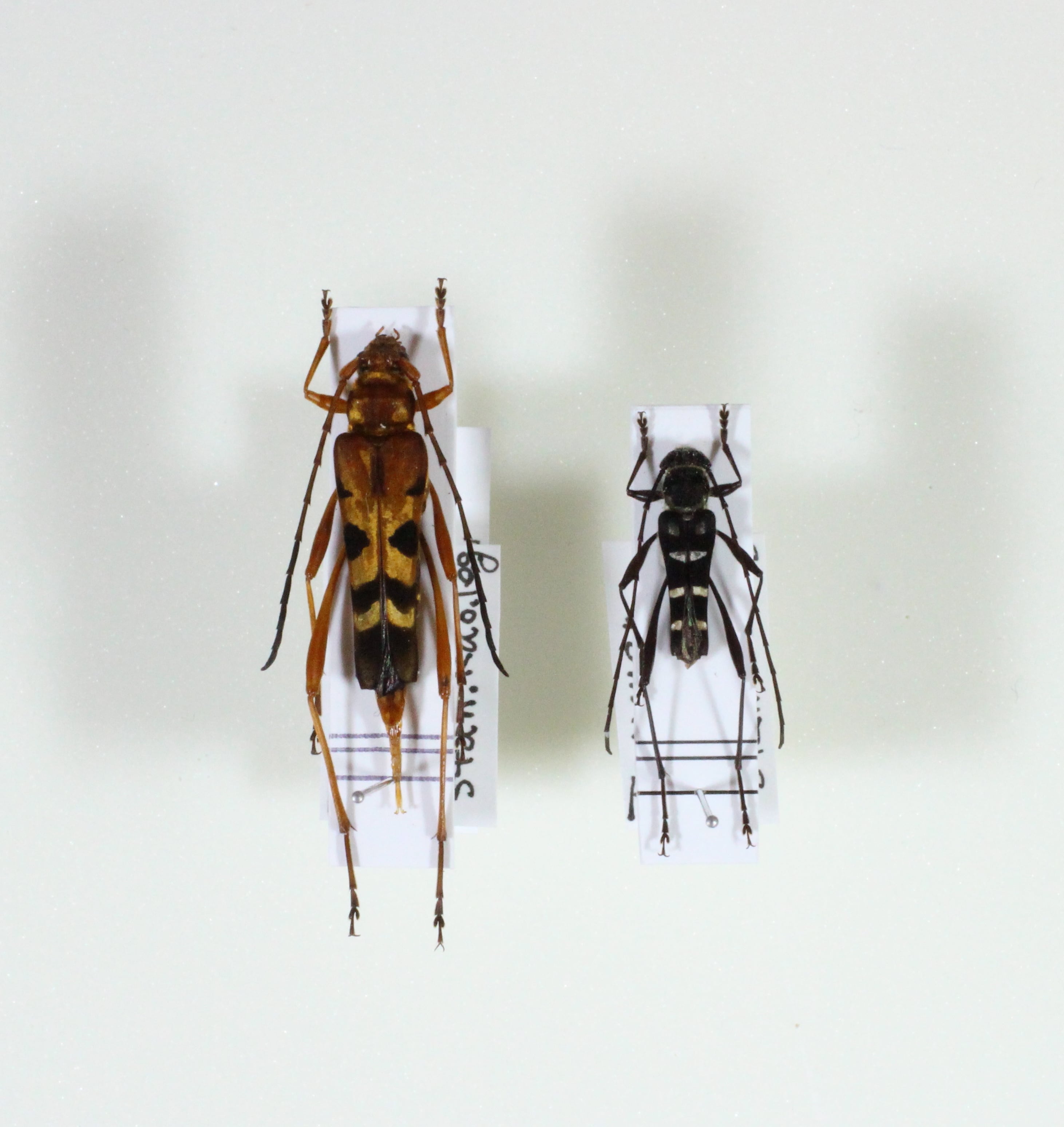 フレンチギアナ産 タイタンオオウスバカミキリ 120mm 新 デ