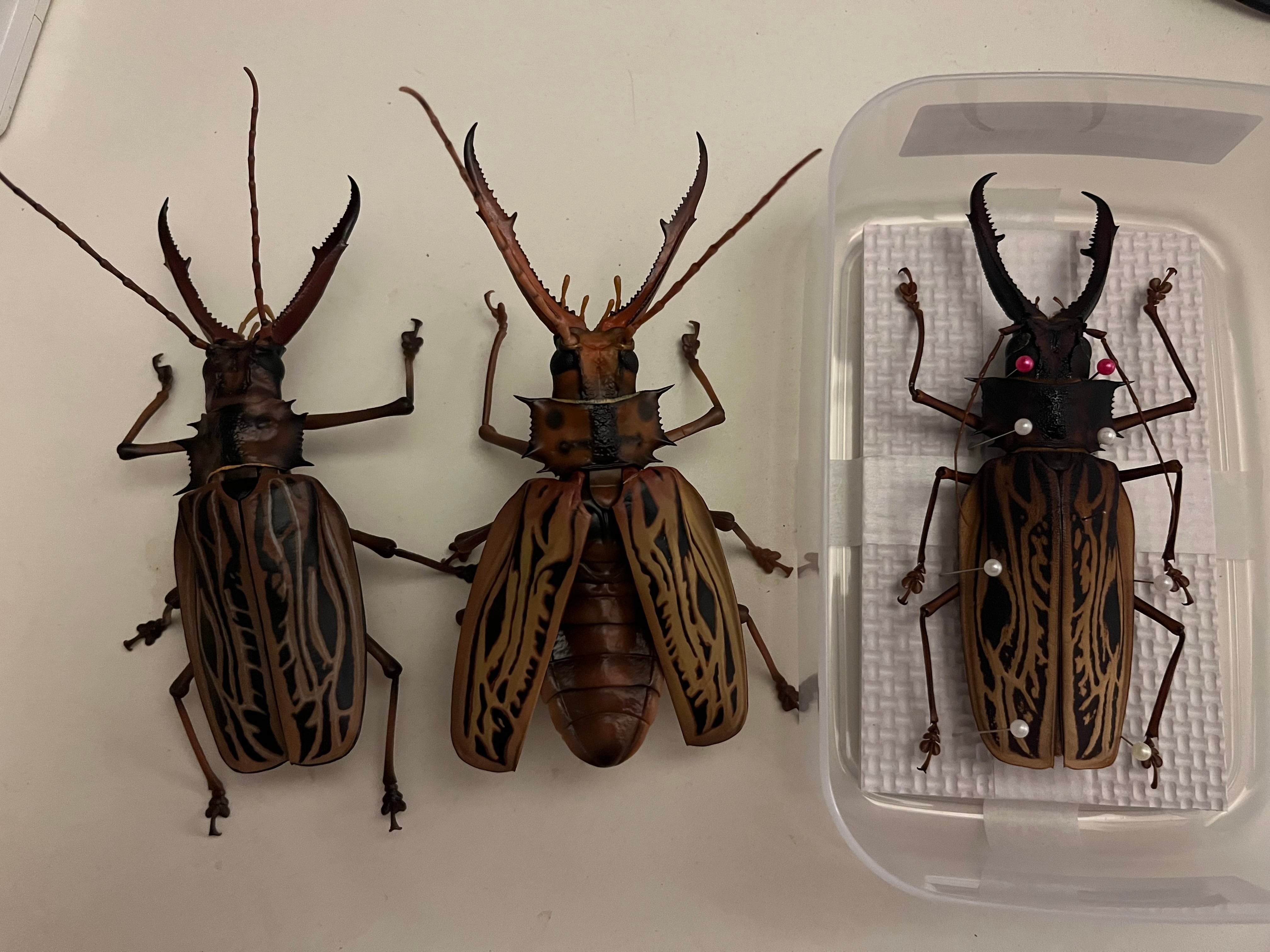 150mmup】オオキバウスバカミキリ標本 Macrodontia cervicornis 昆虫