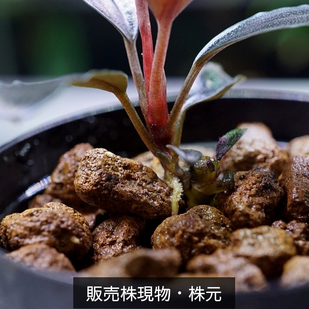 一点物】Bucephalandra sp.”Theia blue” No-001 | ブルーゲッコーラボ