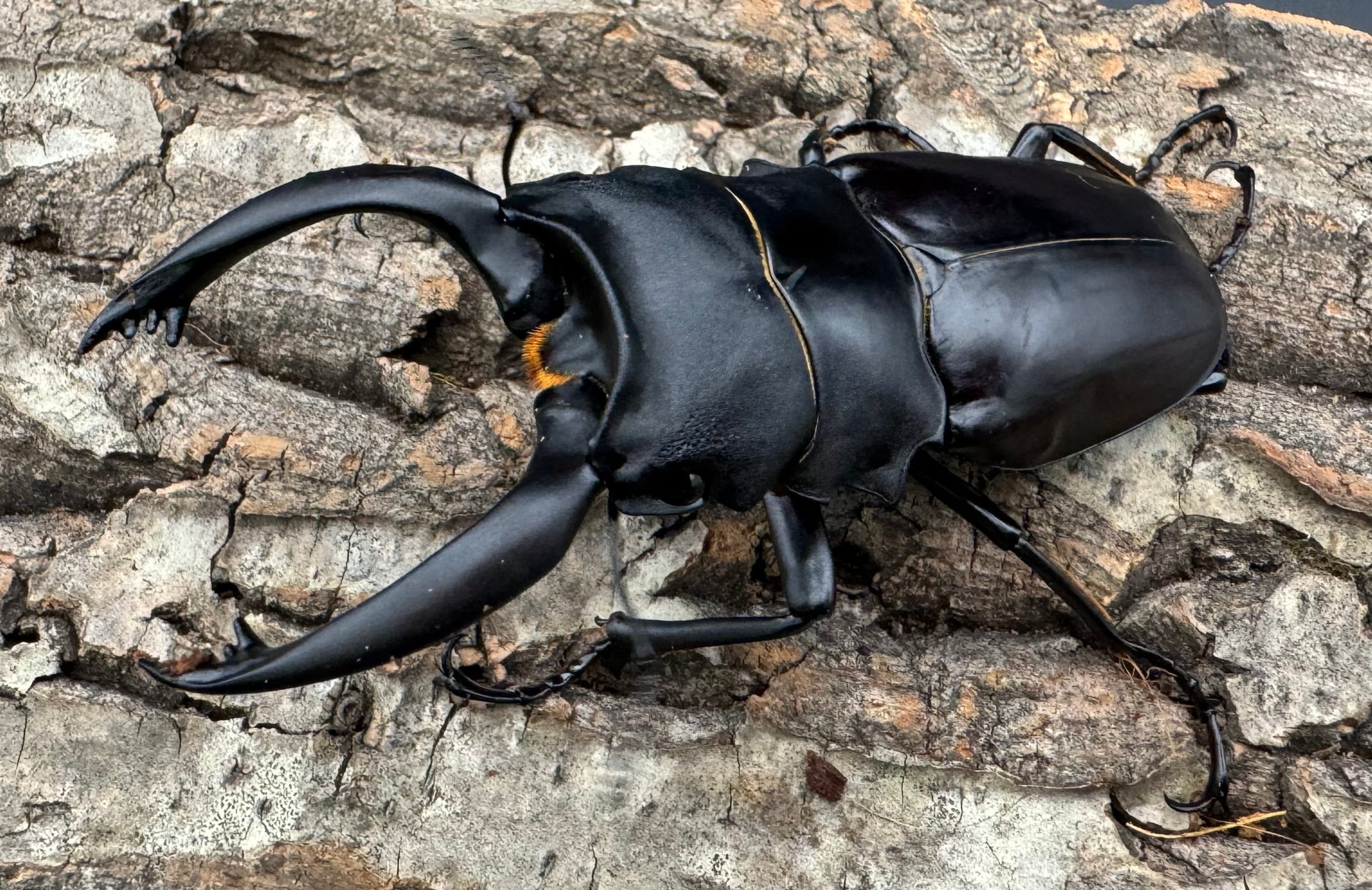 キンオニクワガタ 約35ミリ 野外品標本