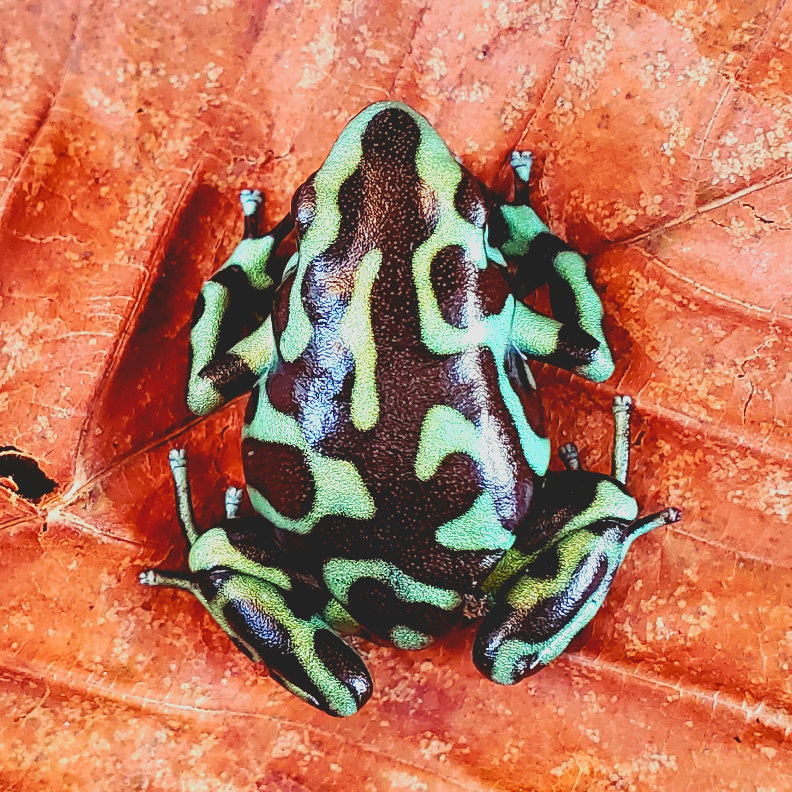 マダラ ヤドクガエル Dendrobates auratus 