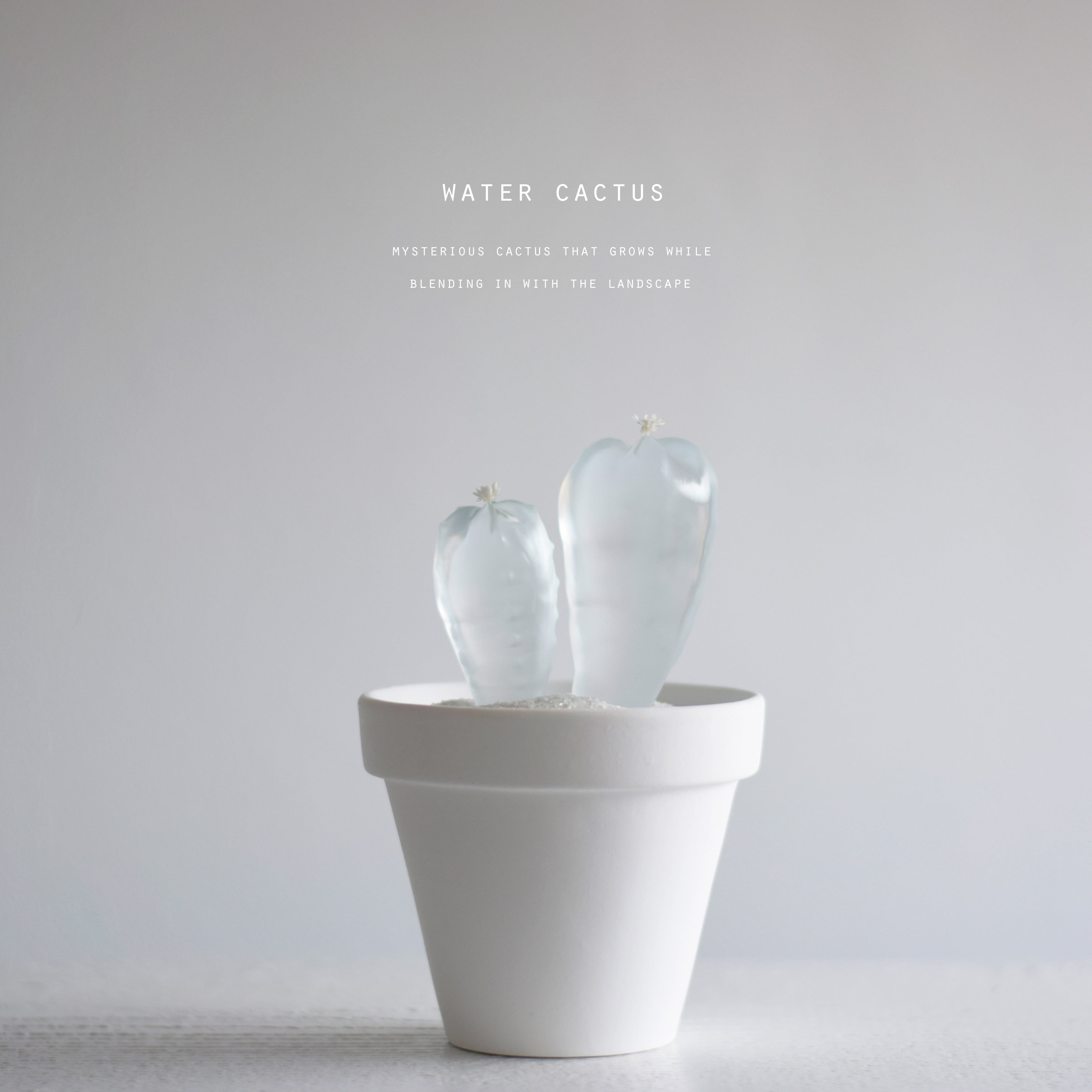 サボテンとサボ天使（baby) | Sabotensi