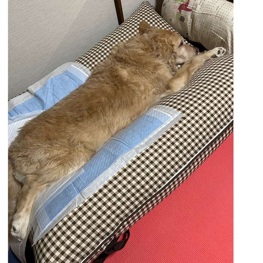 ペット用介護クッション 「RAKU RAKU」ラクラク Lサイズ約80×約110 獣