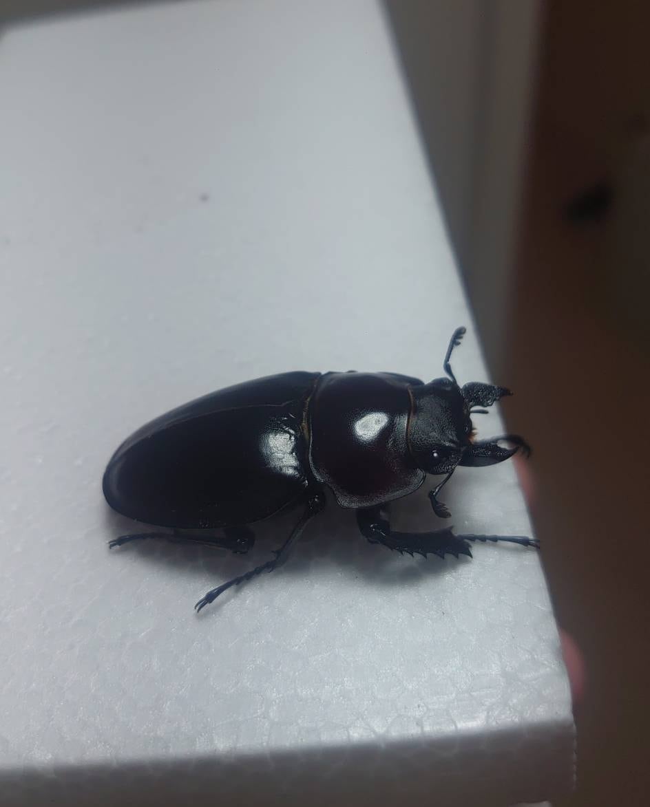 ヤエヤママルバネクワガタ 野外品 58mm 51mm ペア ヤエヤマ