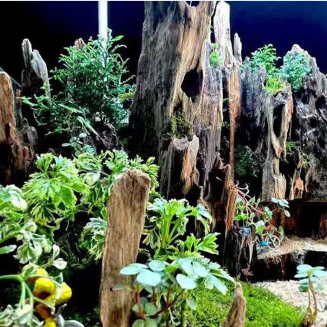 n42特大流木 大型流木 アク抜き済み 爬虫類シェルター レイアウト用