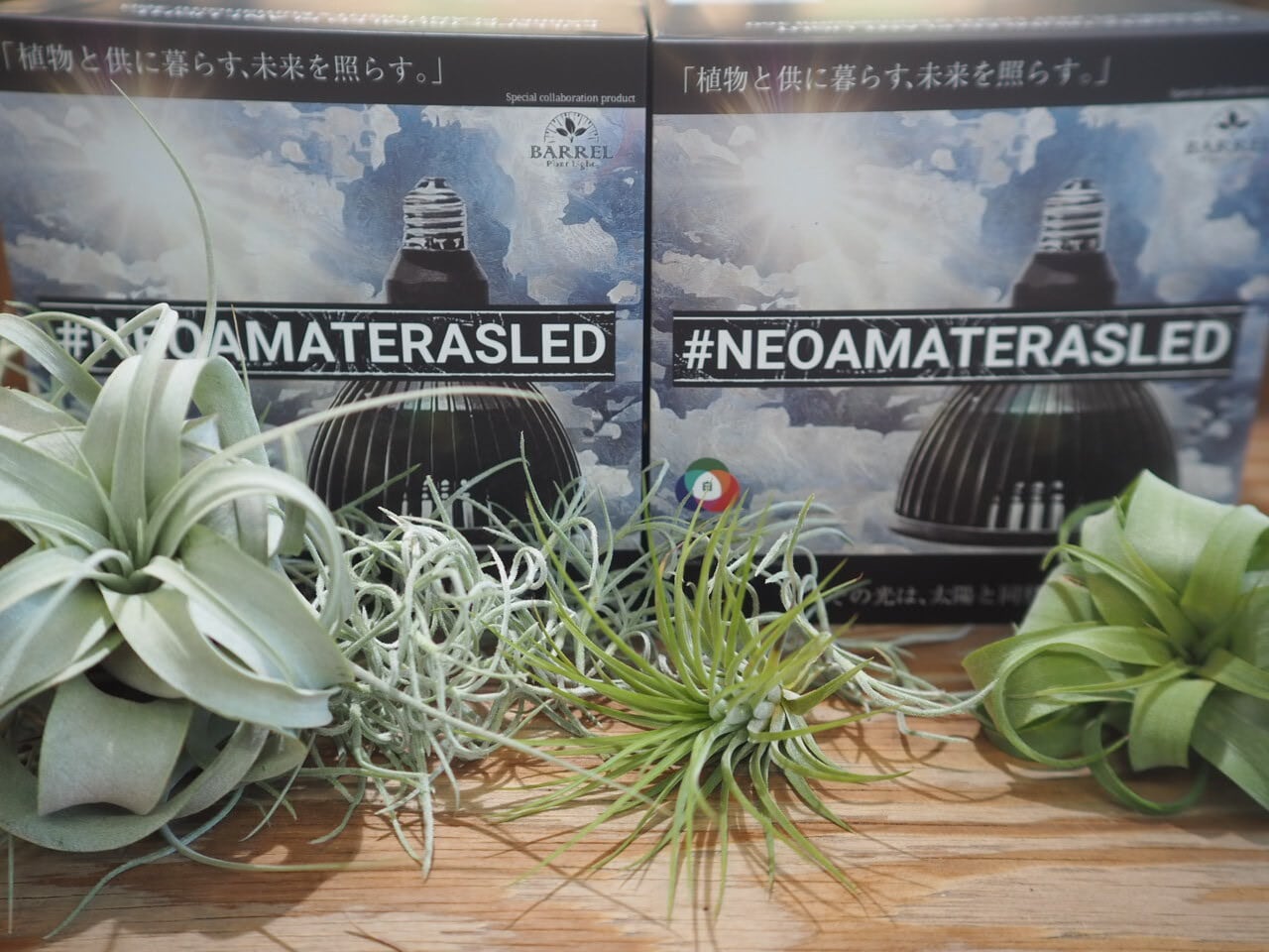 ◇アマテラス LED-20W×2個セット / 植物育成ライト チランジア アガベ