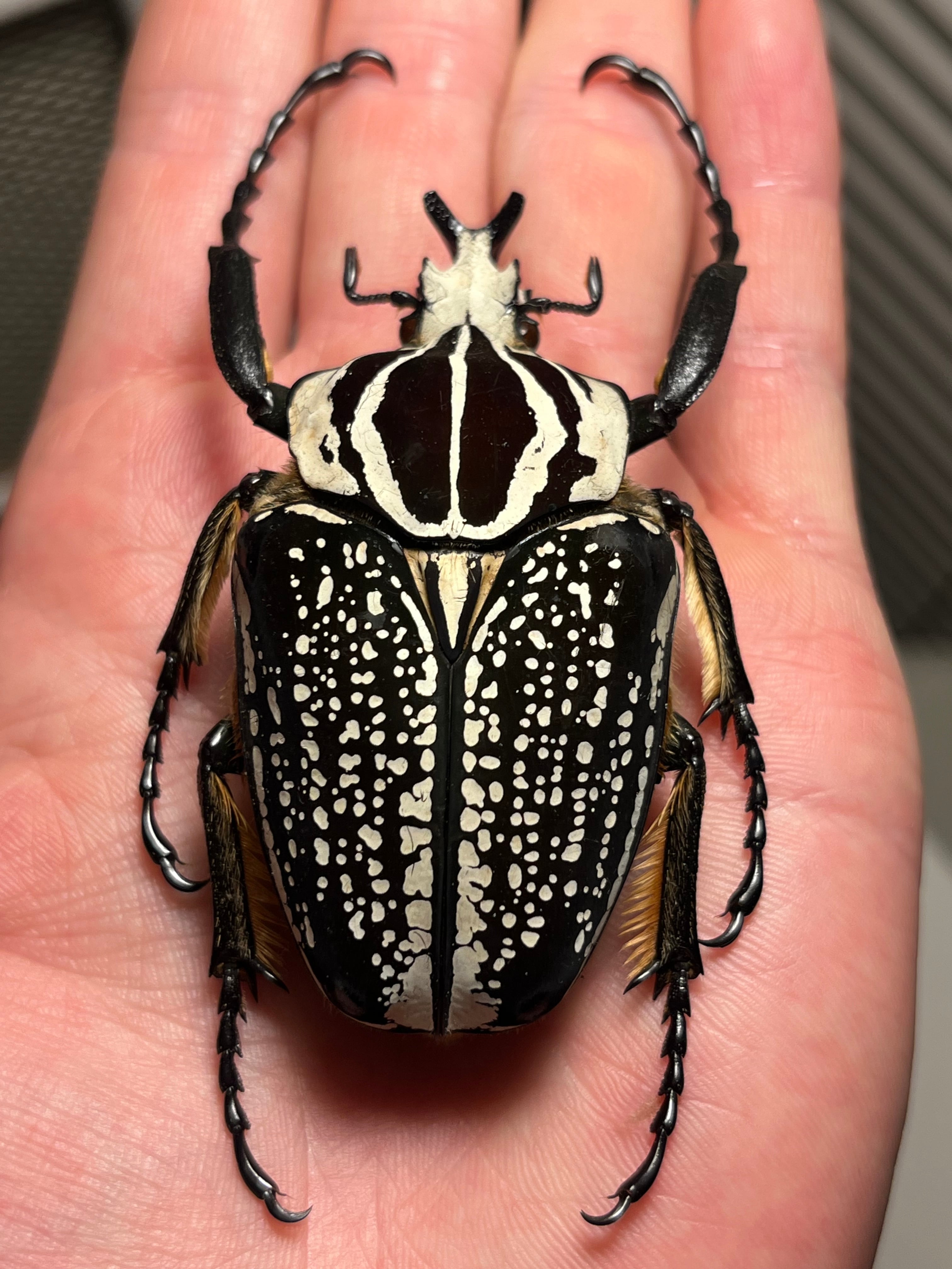 黒化】メレアグリスゴライアスオオツノハナムグリmeleagrisゾウカブト