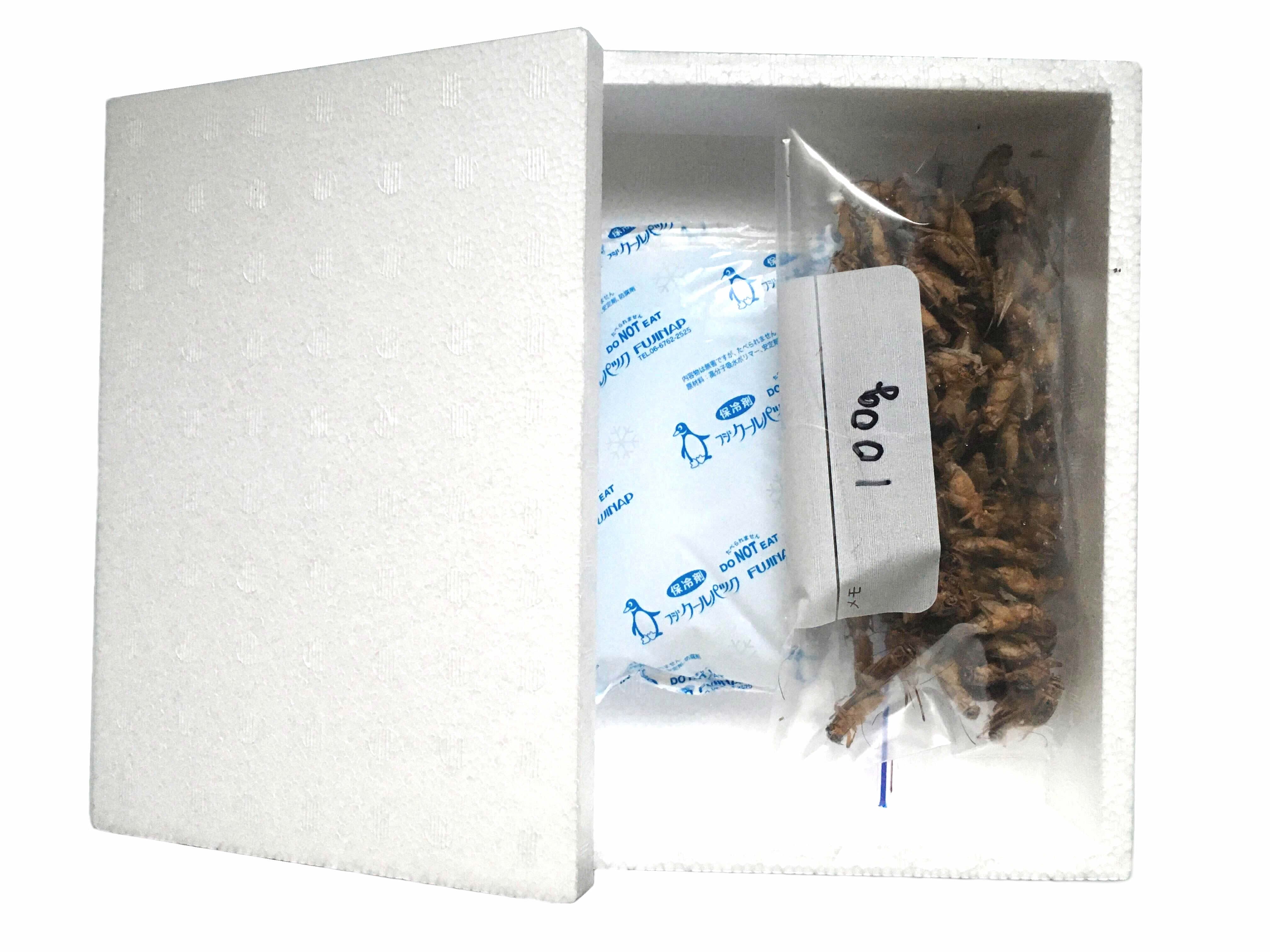 清潔コオロギ2.2kg 冷凍コオロギ MLサイズ クロコオロギ 約2kg ②