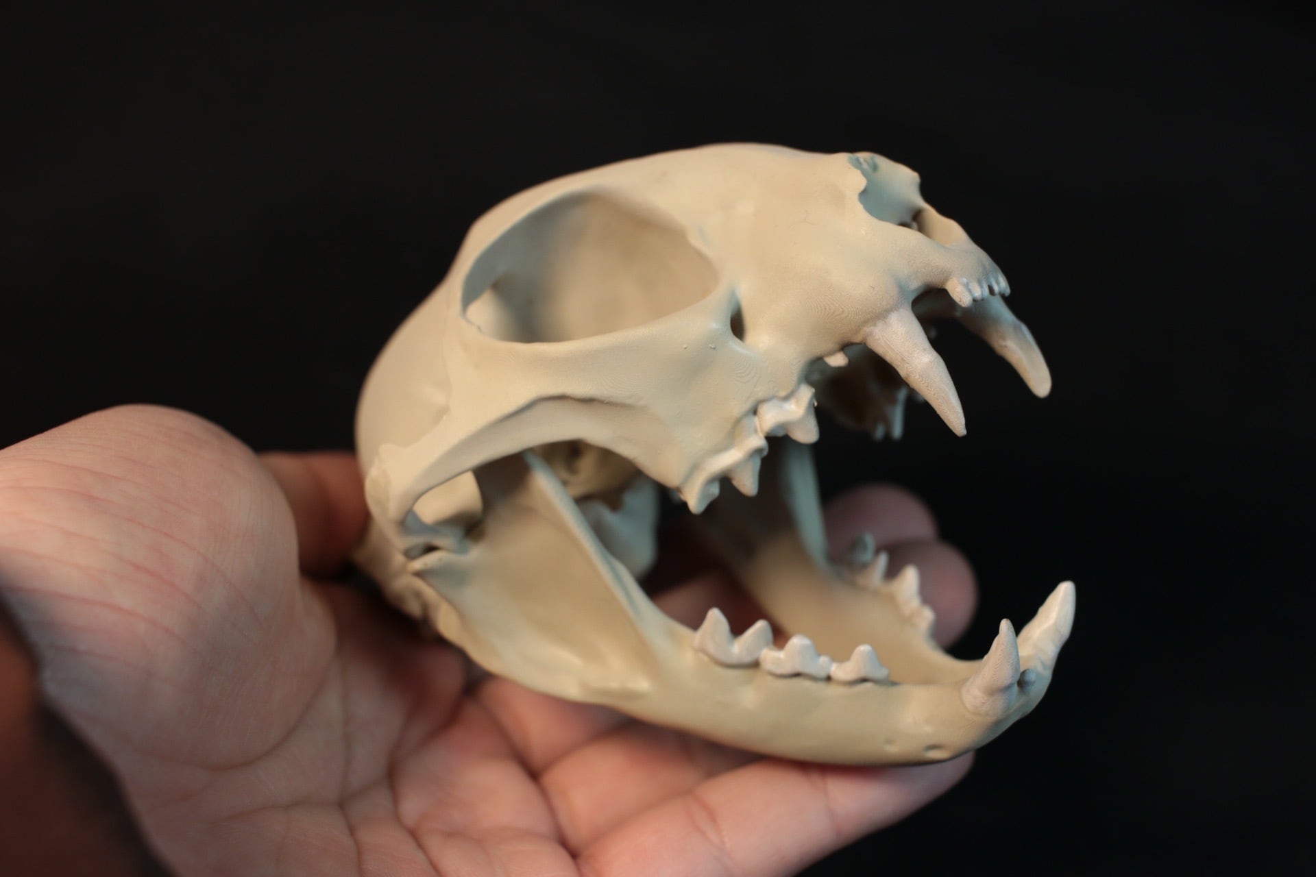 ボブキャット 頭骨 標本 骨格 即納☆ ボブキャットの頭骨（Lサイズ