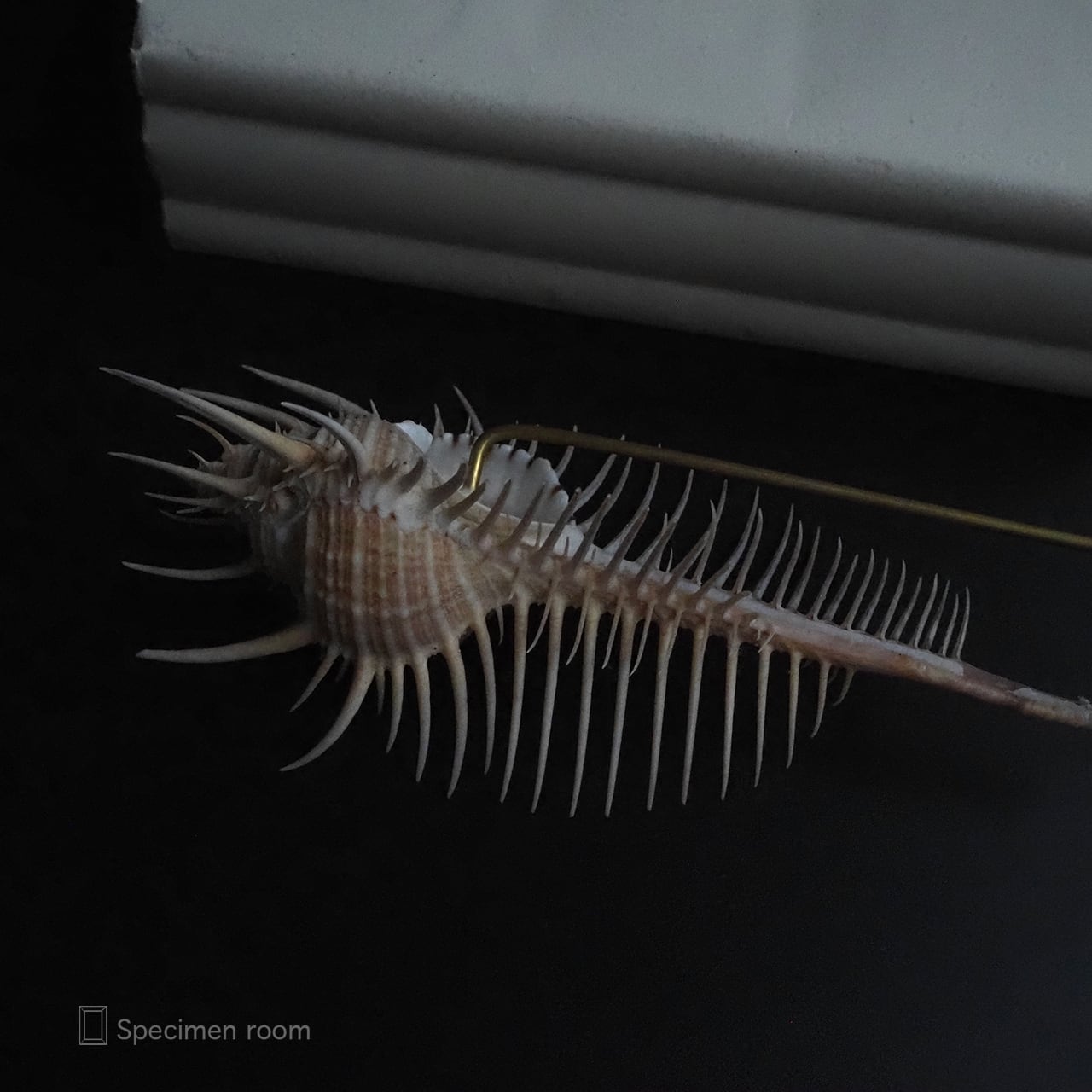 ホネガイの標本（大）その一。 | 標本部屋を覗く幽霊。