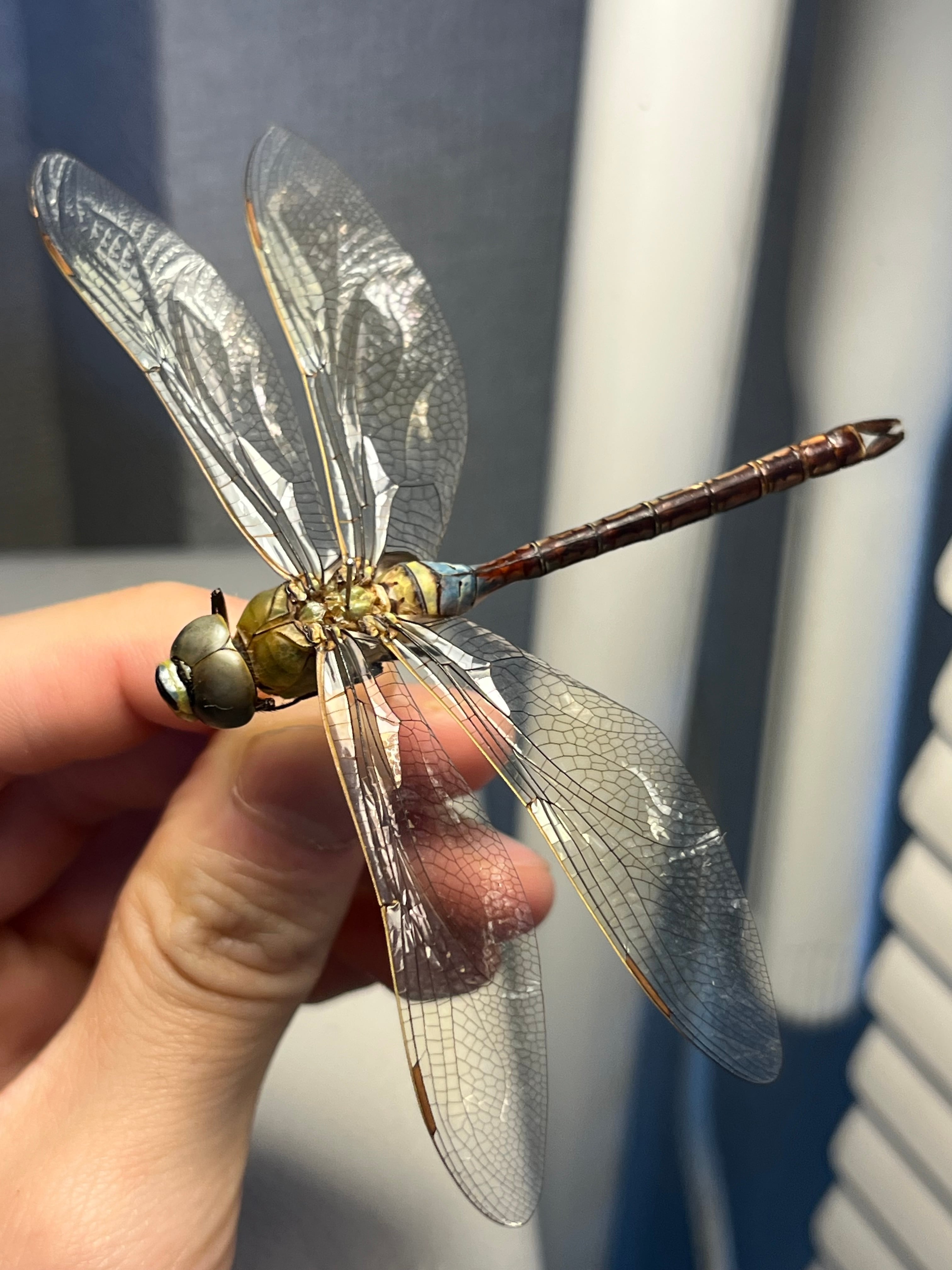 特大】オオキバヘビトンボ オオアゴヘビトンボ 昆虫標本 標本