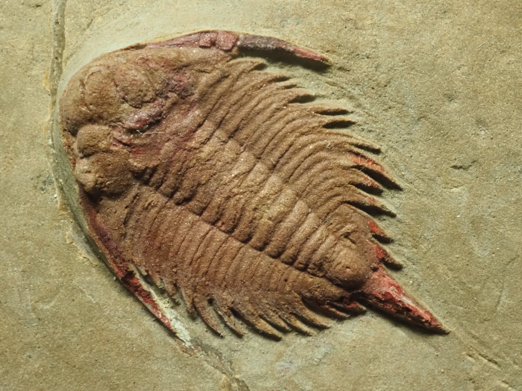 超レア希少種！三葉虫【Parvilichas marochii】【237 g】モロッコ王