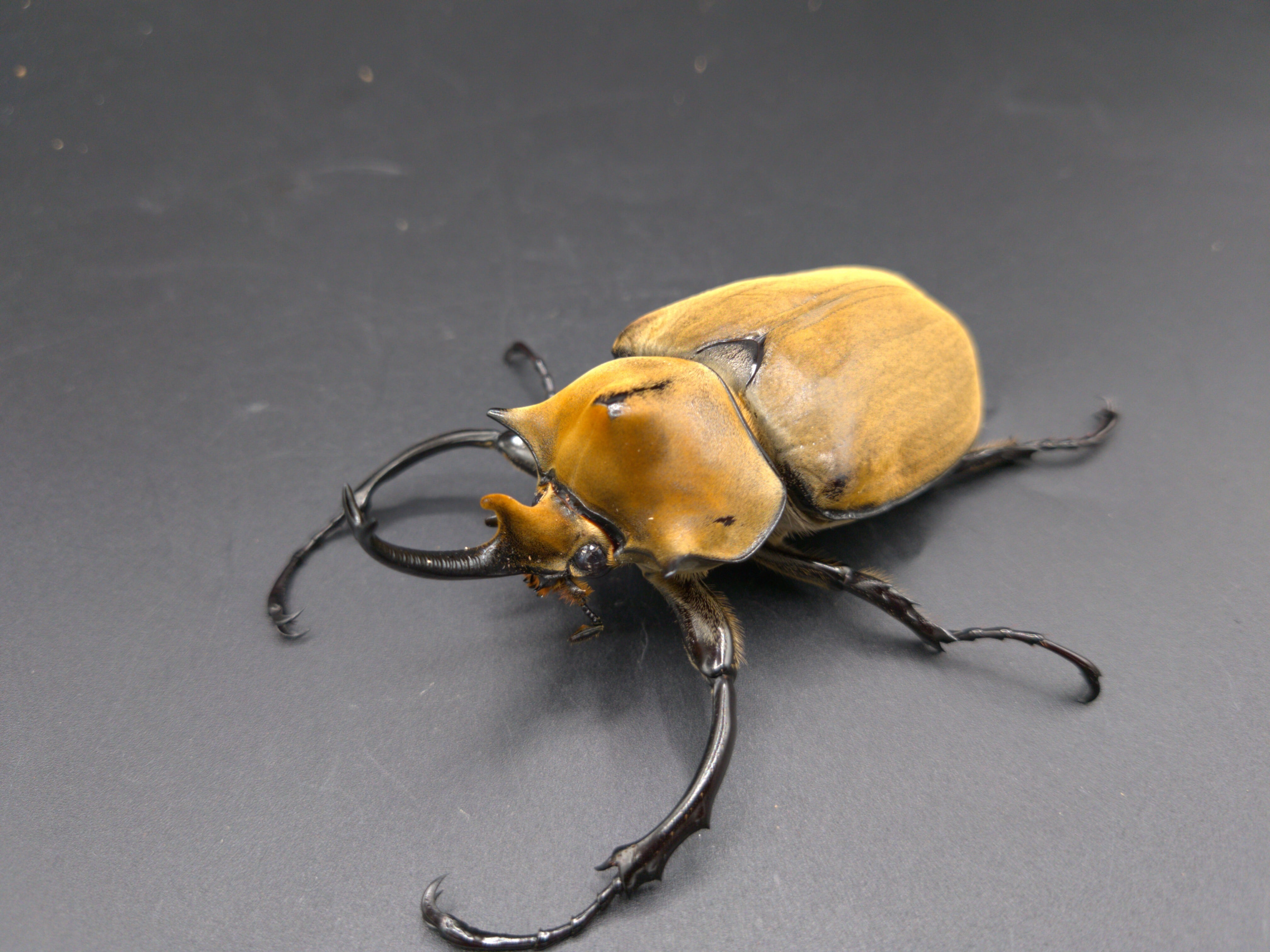 特大エレファスゾウカブト標本 特大エレファスゾウカブト標本 【SUKOBURI STYLE】エレファス