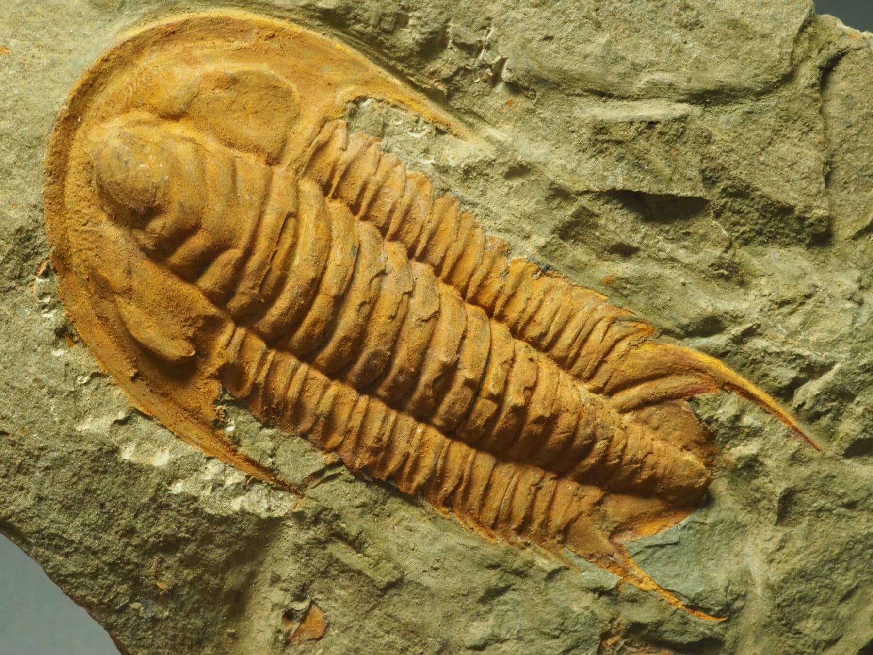 シュードキベレ [TB45] 三葉虫 超希少種 レア 希少種！大型！三葉虫