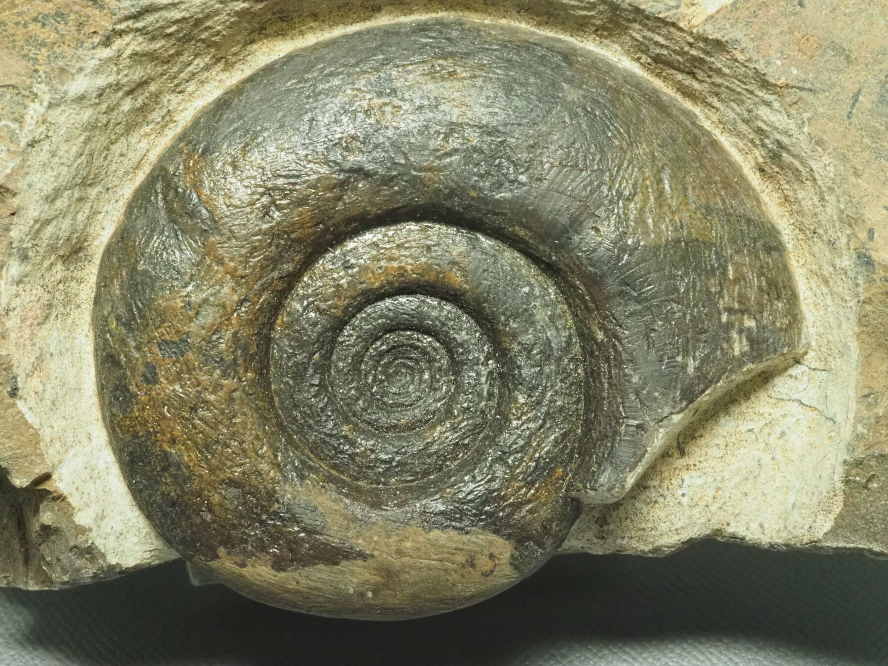 デボン紀！アンモナイトの化石【Platyclymenia sp.】【864g】モロッコ