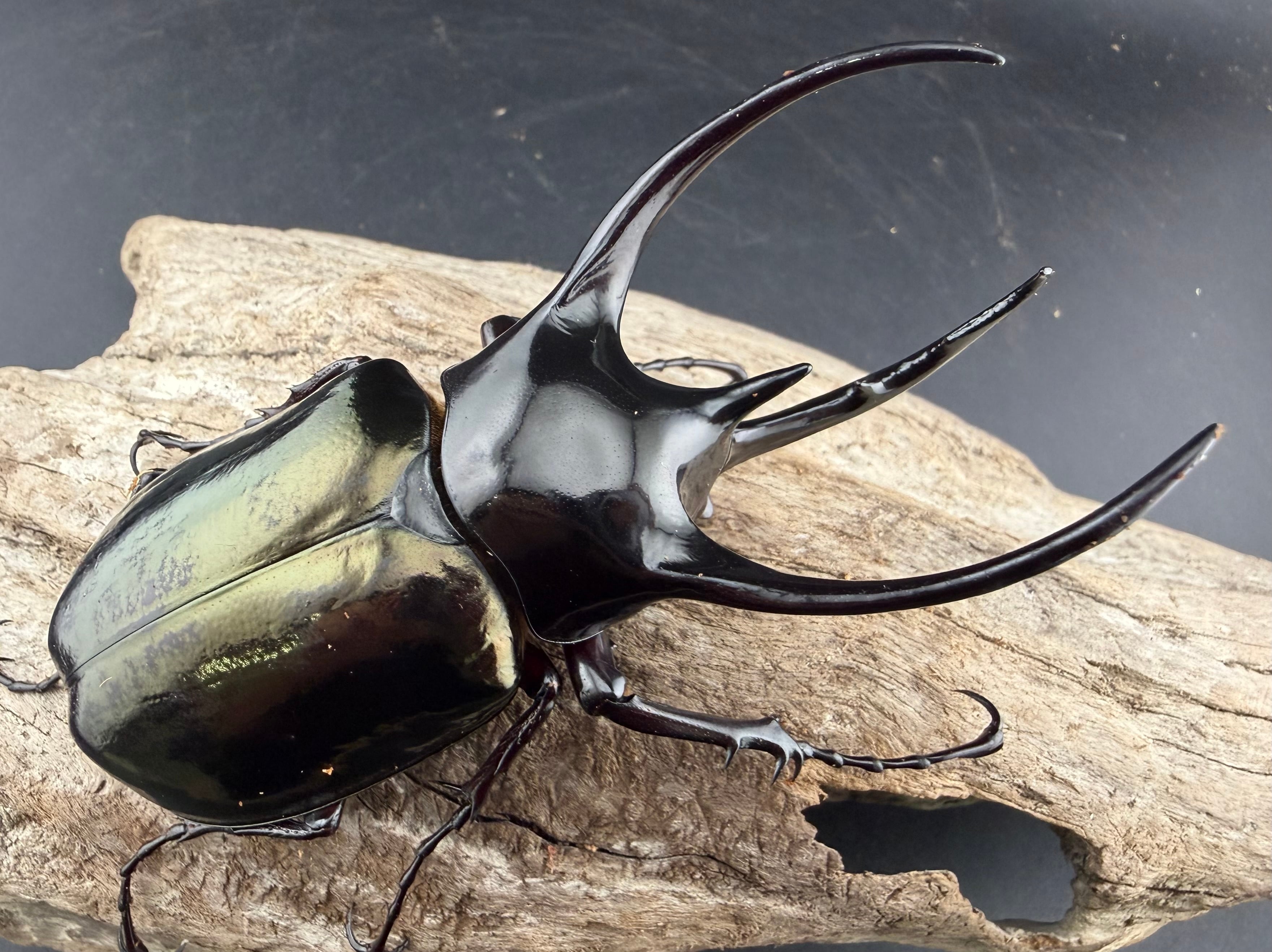 HiЯ∅】エレファスゾウカブト♂♀ペア 標本 HiЯ∅】エレファス