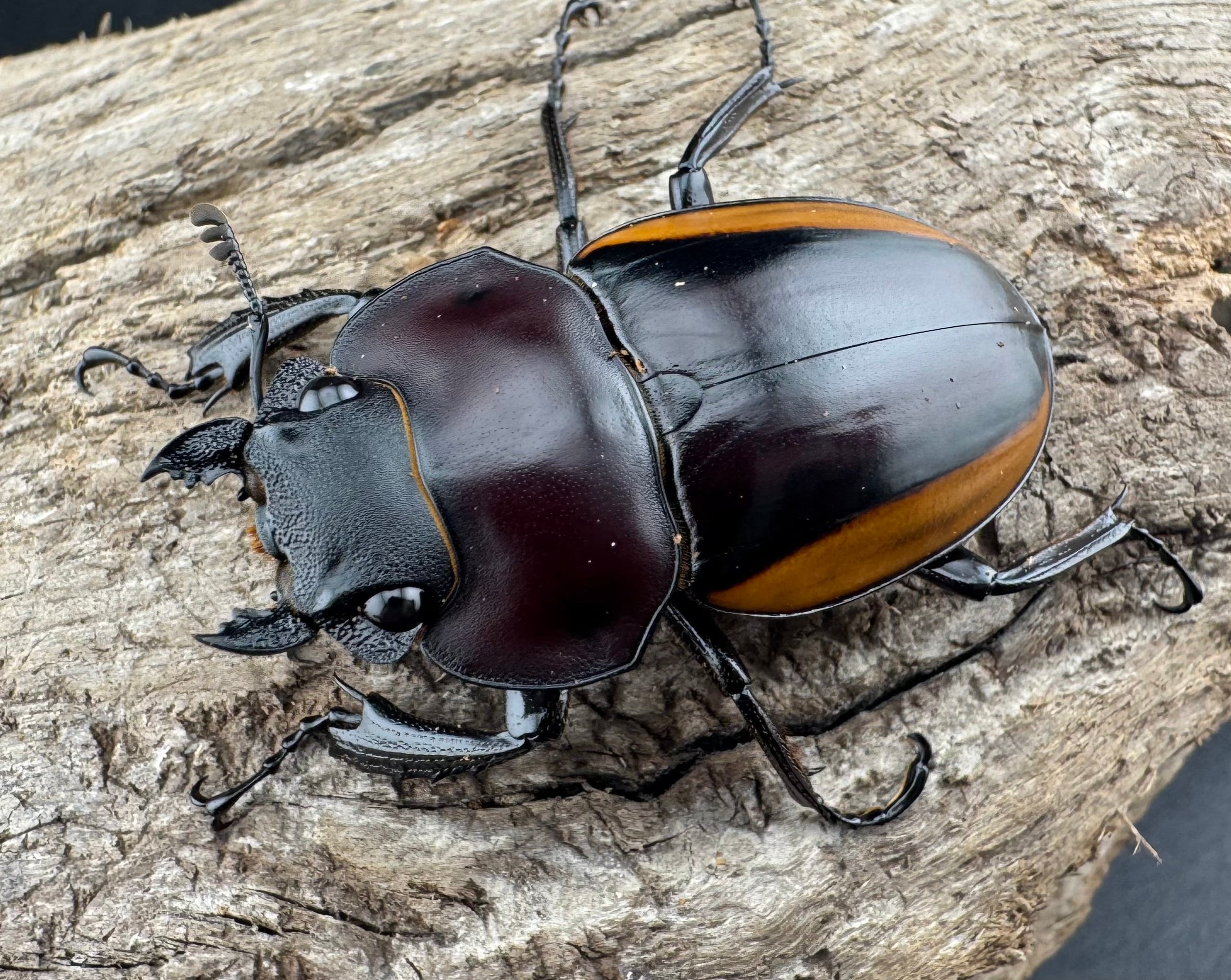 WD】《スチーブンスツヤ亜種duivenbodei 40mm ♀単》 | KPW公式