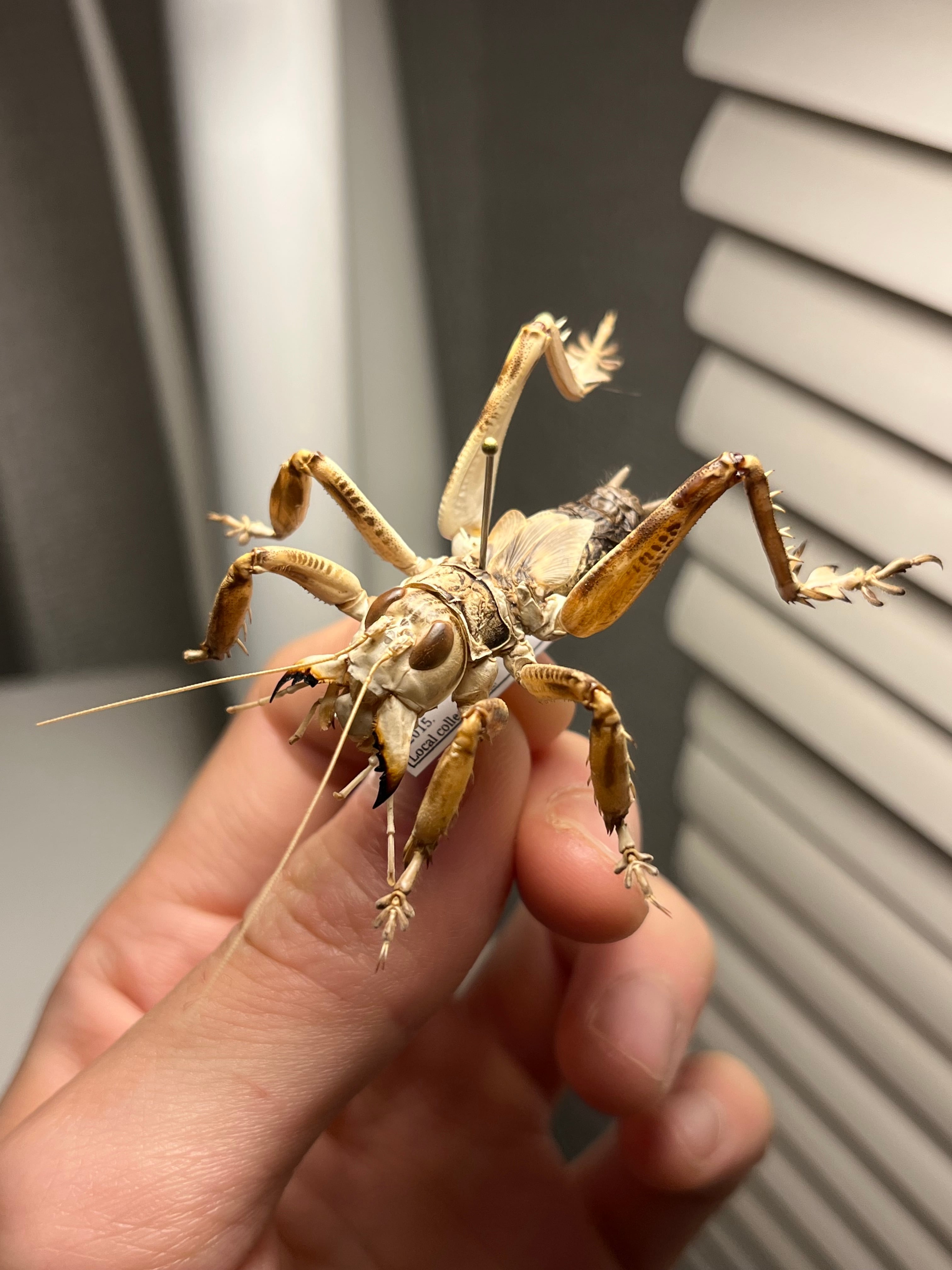 マキバネコロギス 昆虫標本バッタ キリギリスコロギスリオック直翅類